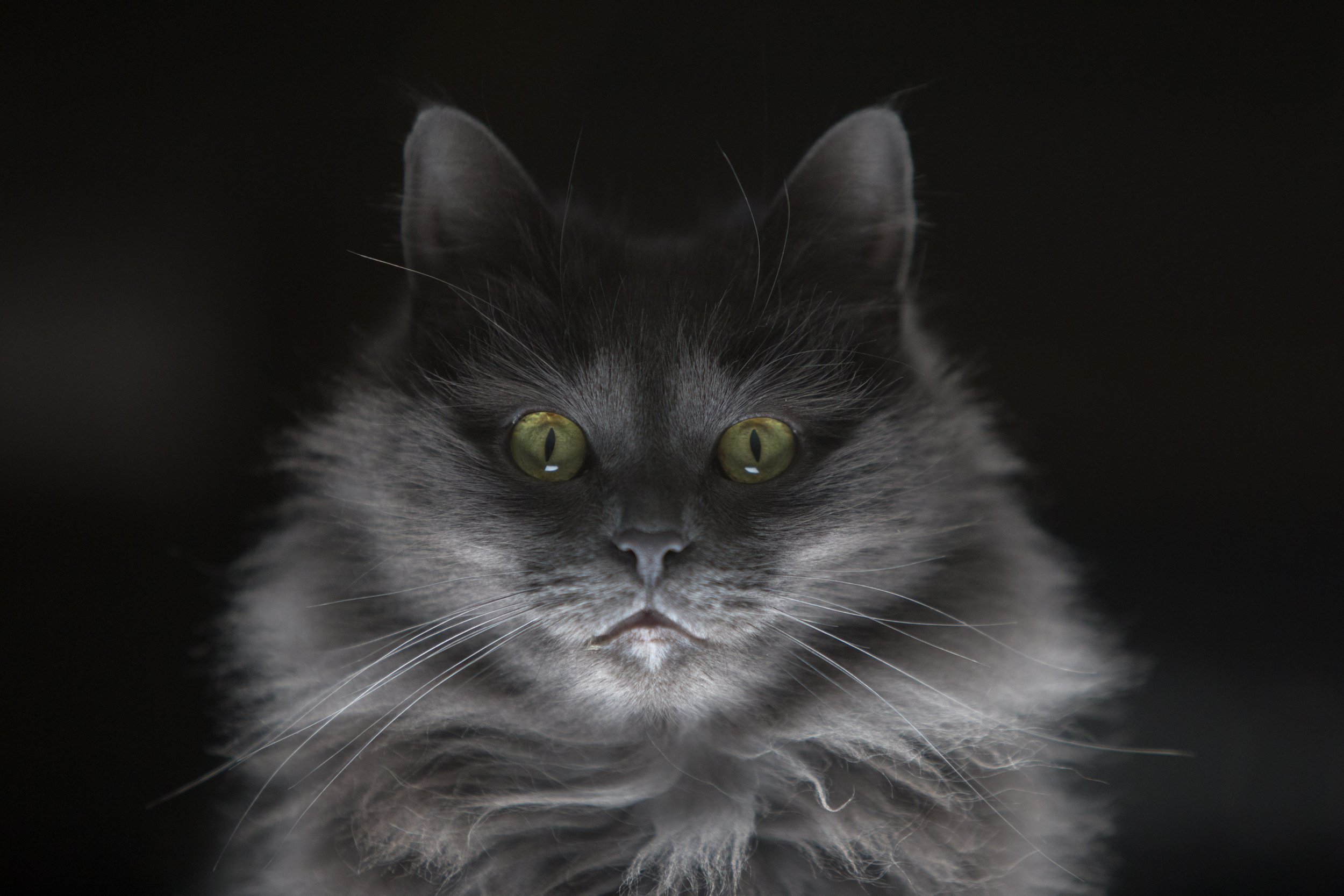 'Luna Moonbeam' by Luke Awtry