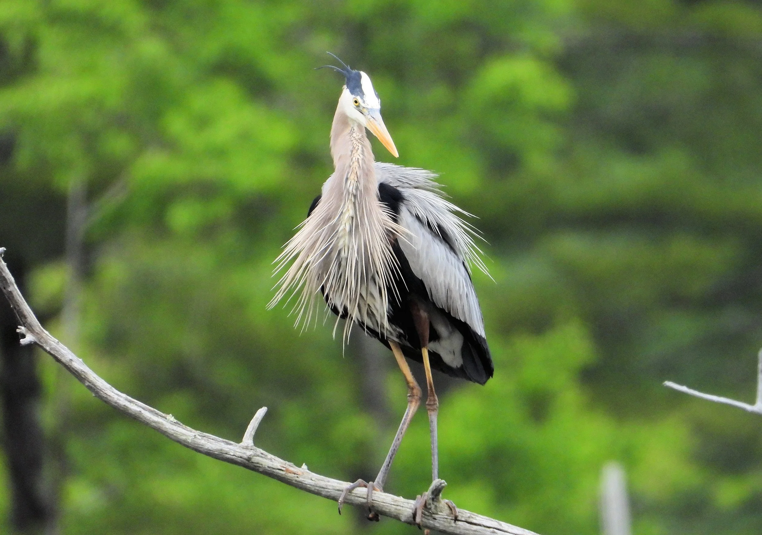 RADTKE_SHARON_JURASSIC%20BLUE%20HERON%20ROOKERY%20BIRD%20WITH%20AN%20ATTITUDE%20_%20PHOTOGRAPHY_8%20X%2010_%2495.jpg