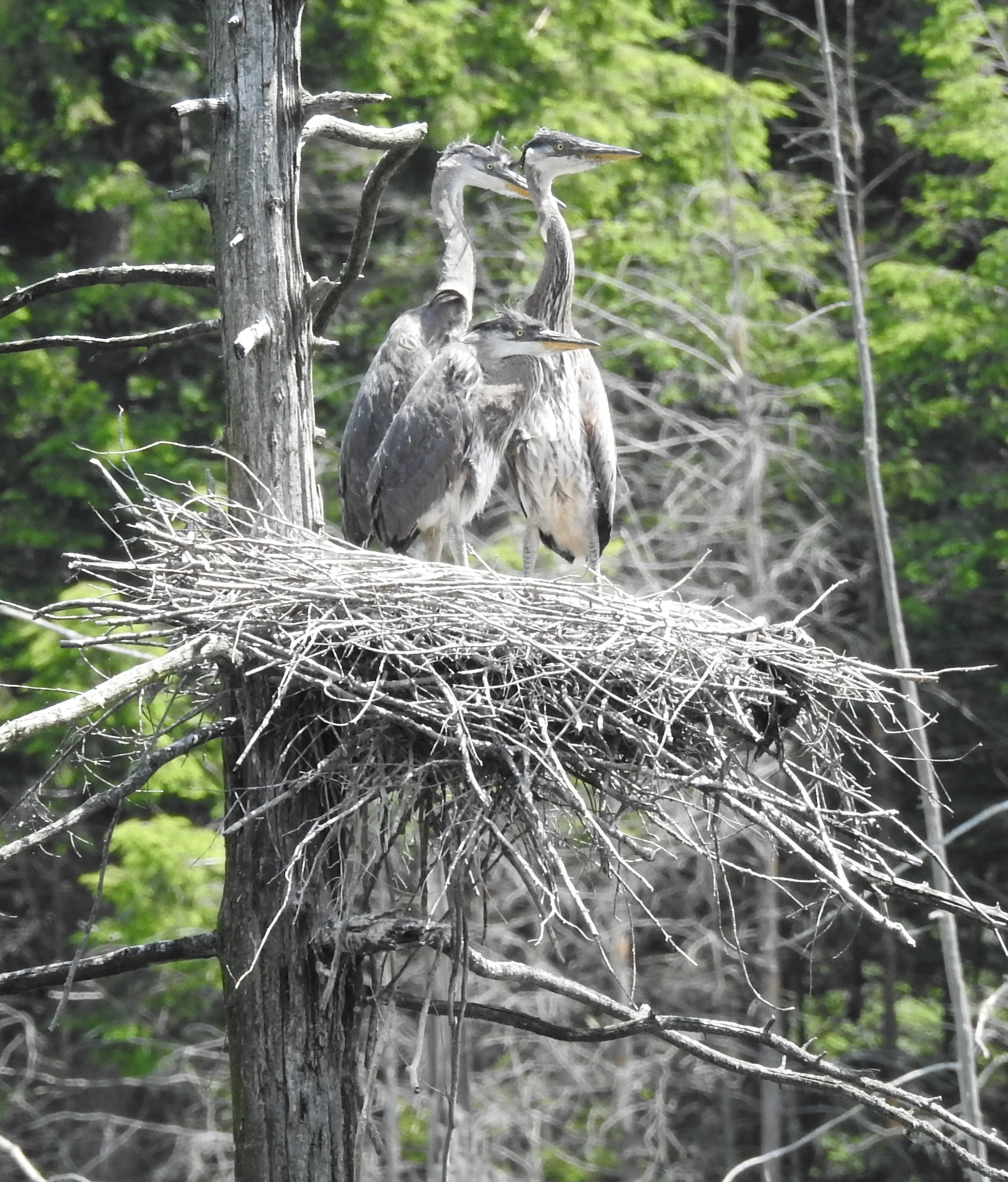 RADTKE_SHARON_BLUE%20HERON%20AWAITING%20MOM_PHOTOGRAPHY%20_12%20X%2016_%24150.JPG
