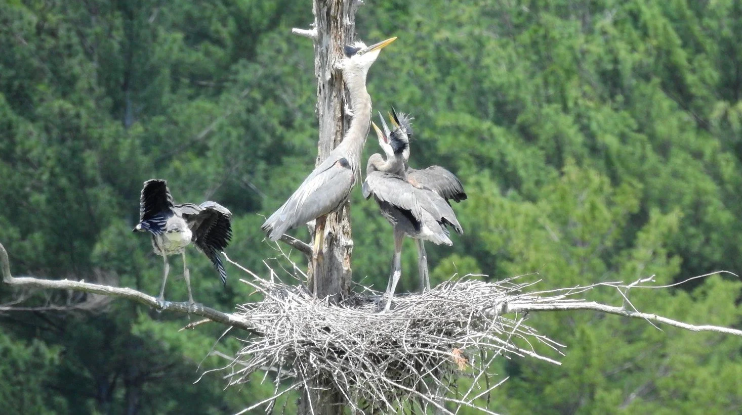 RADTKE_SHARON_BLUE%20HERON%20PLEASE%20PLEAS_PHOTOGRAPHY_12%20X%2016_%24150%20.jpg
