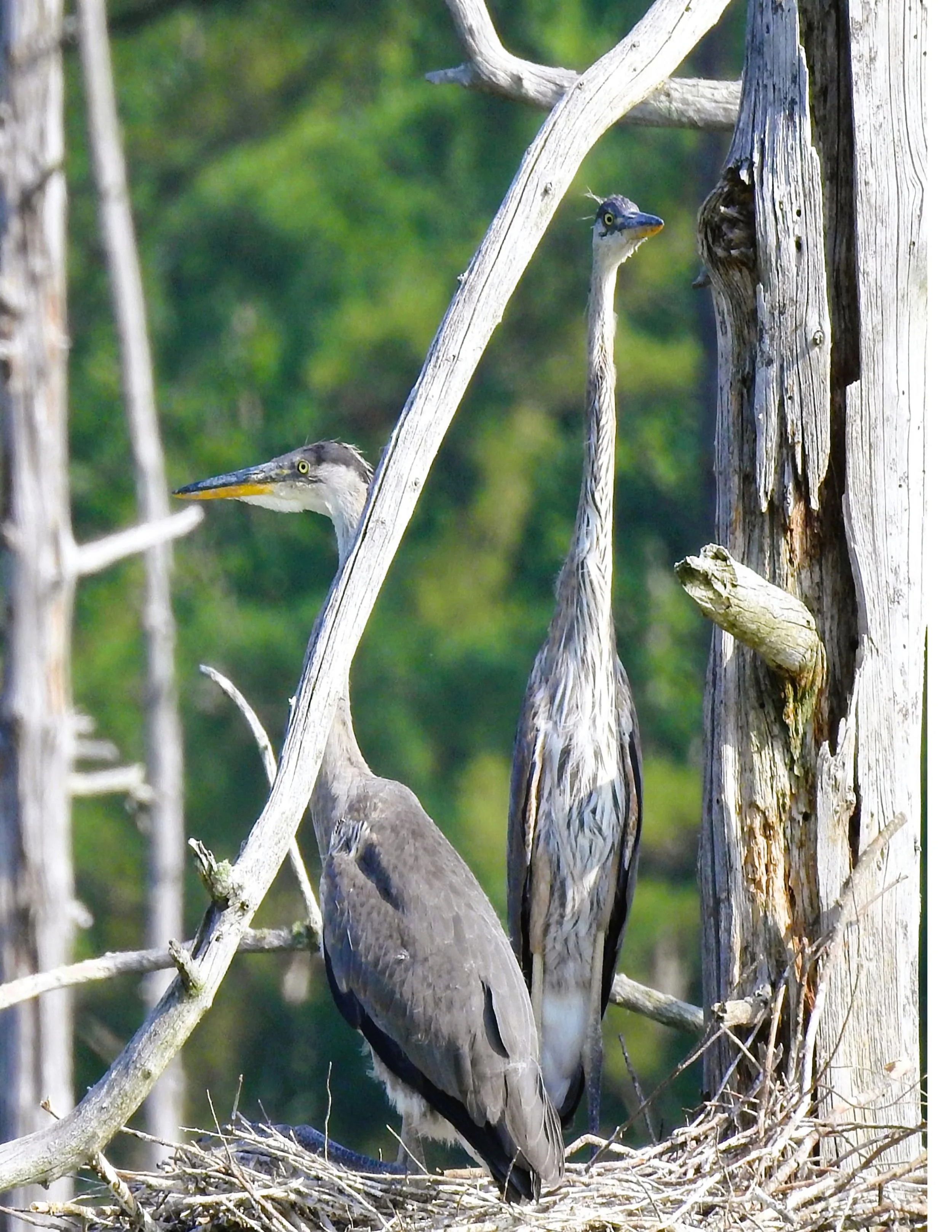 RADTKE_SHARON_BLUE%20HERON%20CAMOFLUAGED_12%20X%2016_%24150.jpg