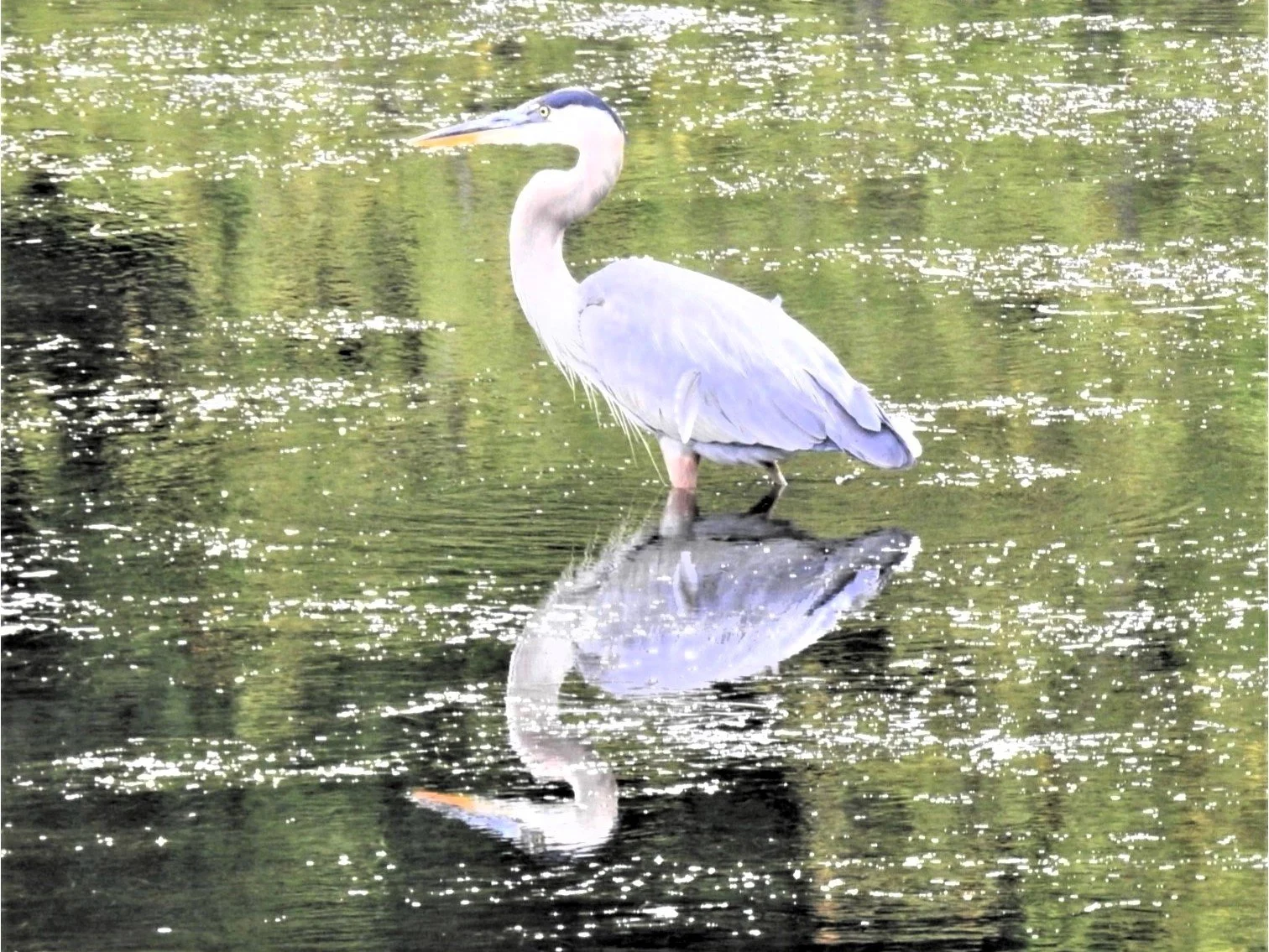 RADTKE_SHARON_BLUE%20HERON%20REFLECTIONS_PHOTOGRAPHY_12%20X%2016_%24150.jpg