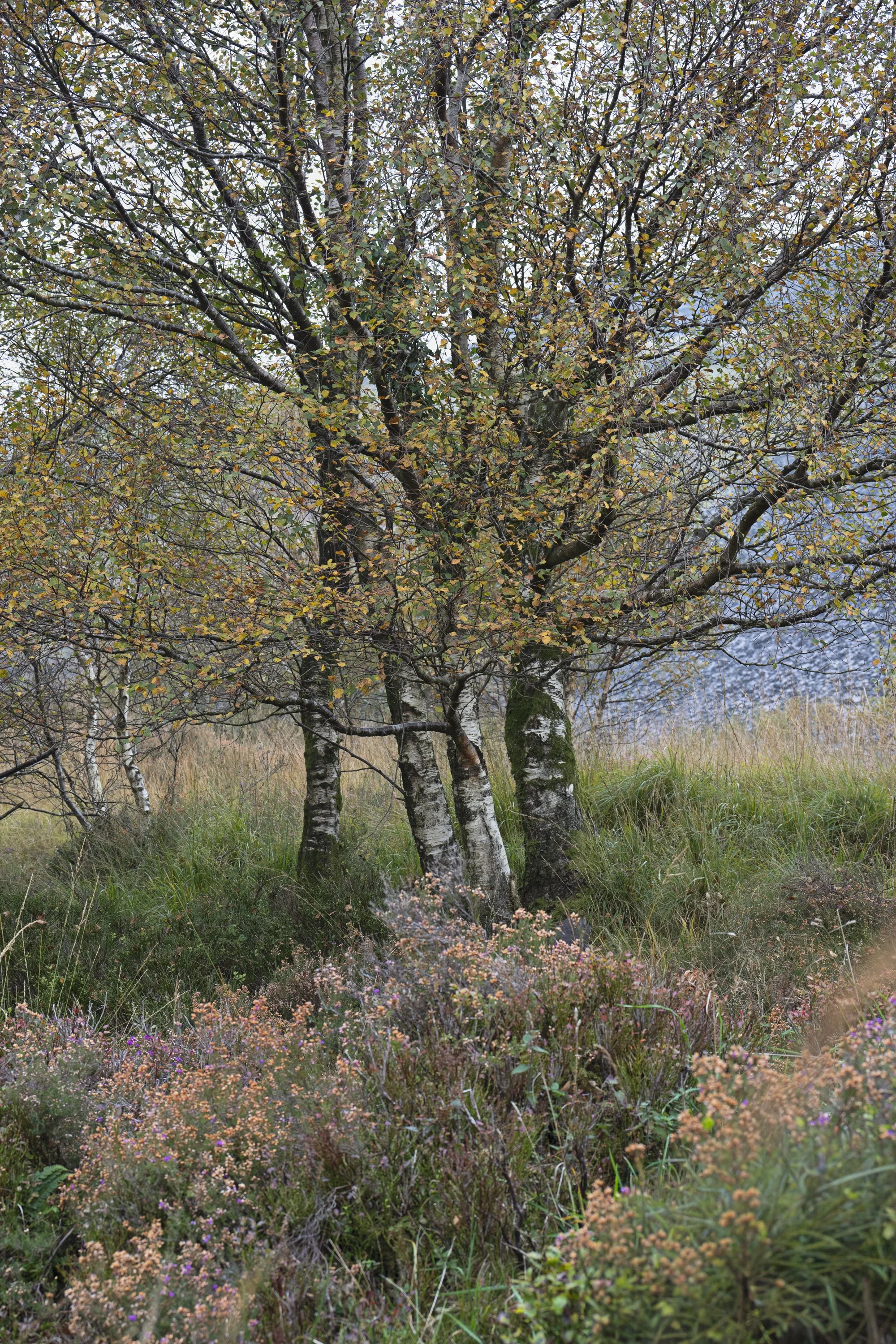 WoodlandSlateMine_w1.jpg