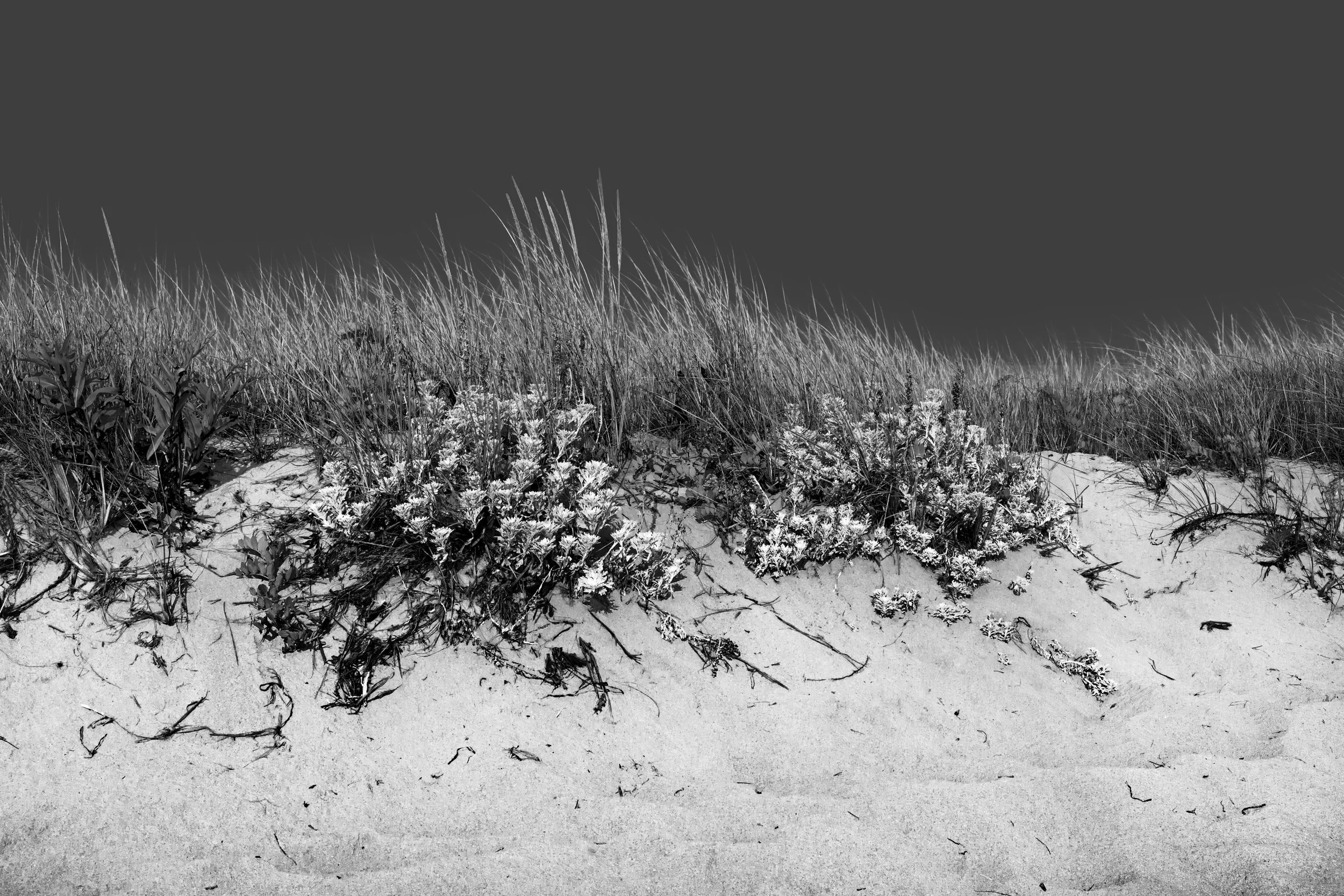 ChathamDunesBW_w1a.jpg