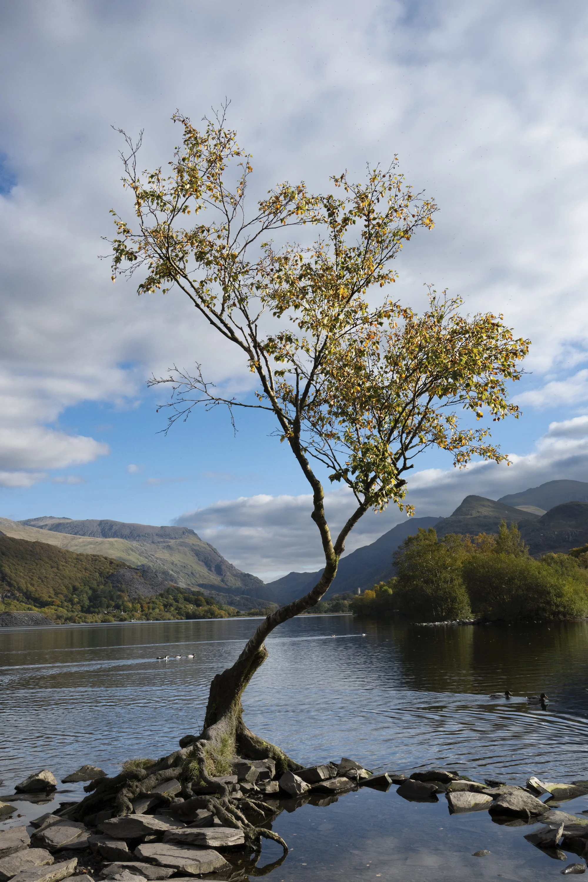 Tree_w1.jpg
