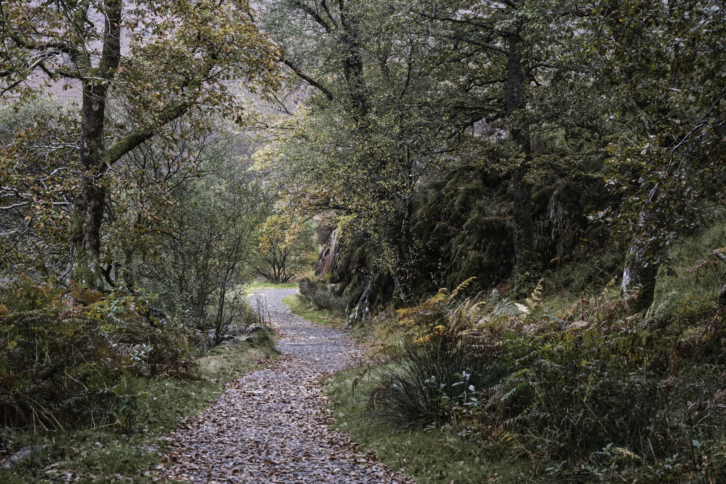 WoodedPath_w1.jpg