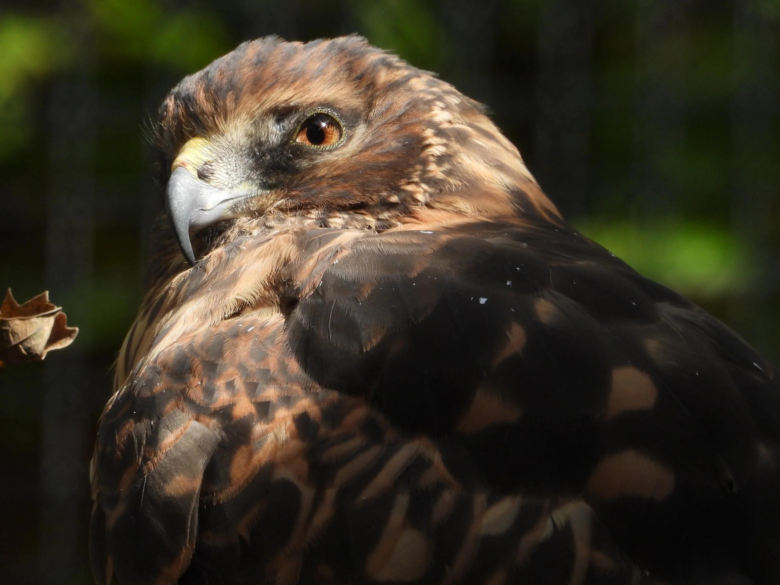 HANDSOME_HARRIER_UP-CLOSE_UP_By_Sharon_Radtke.JPG
