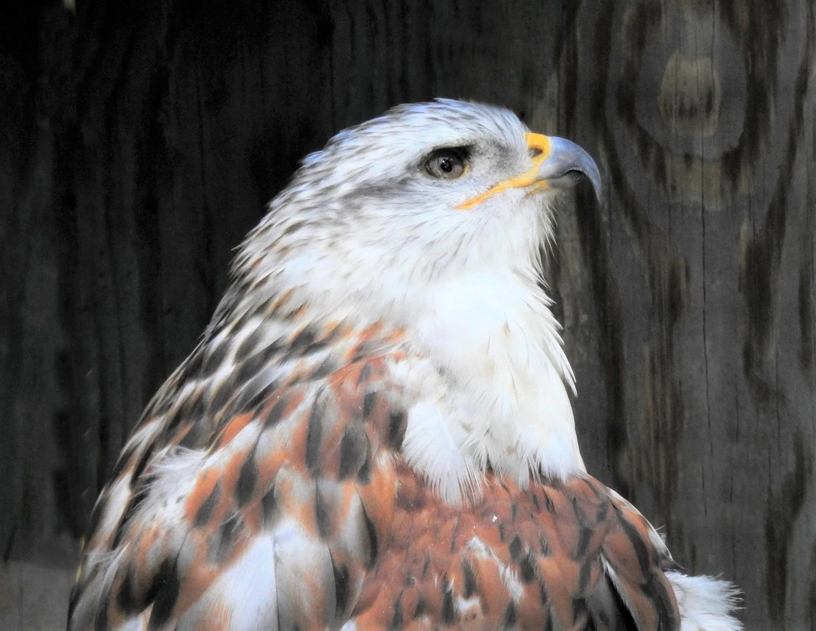 CLOSE_UP_AND_PERSONAL-FERRUGUNEOUS_HAWK_By_Sharon_Radtke.jpg