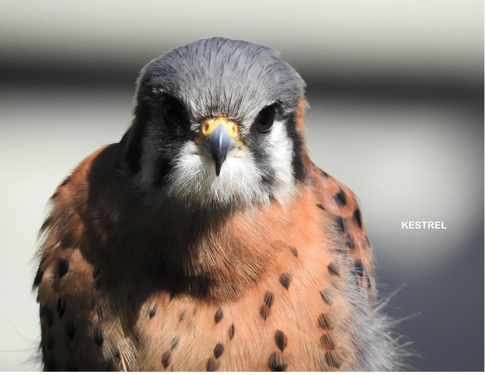 KESTREL_WITH_AN_ATTITUDE_By_Sharon_Radtke.jpg