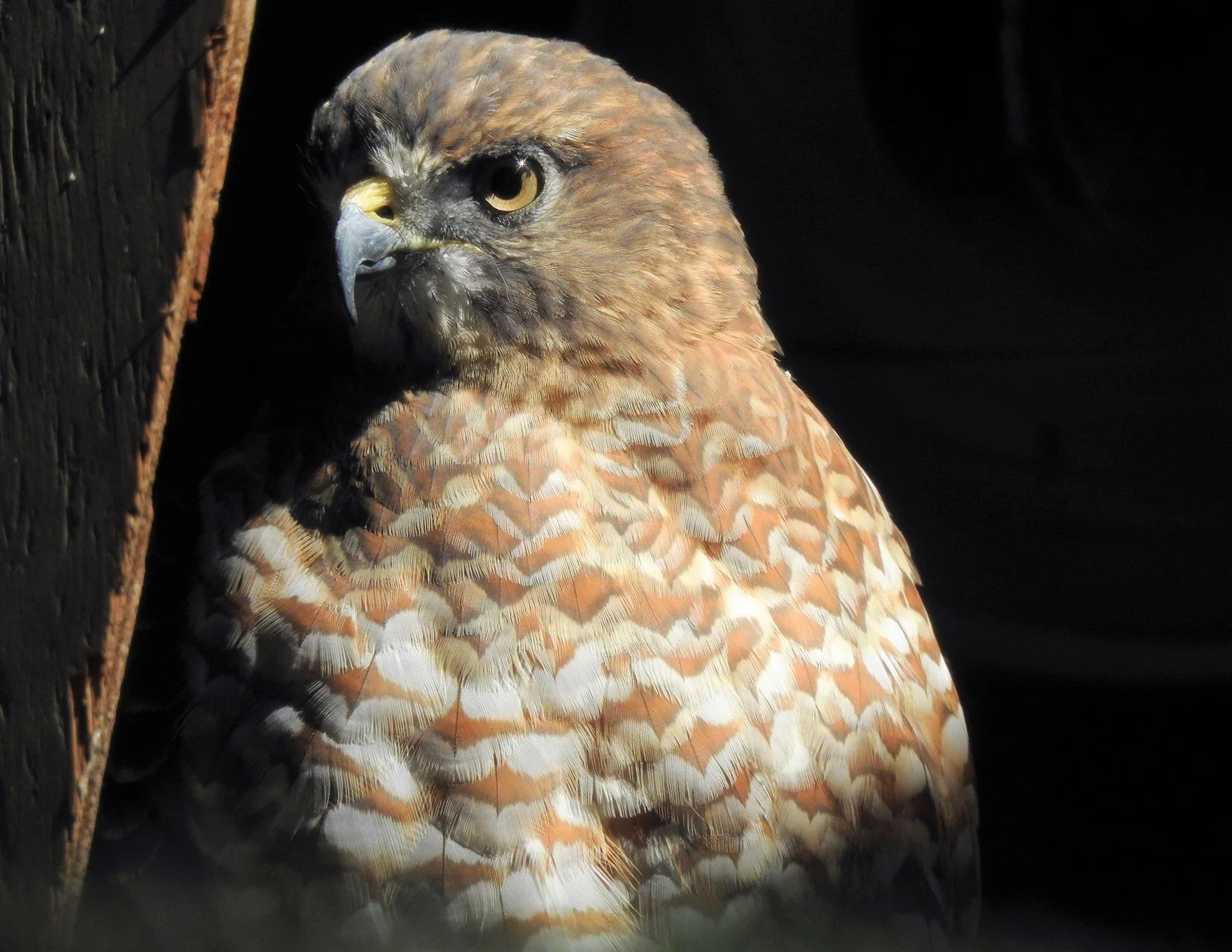 SERIOUSLY-BROAD_WINGED_HAWK_By_Sharon_Radtke.jpg