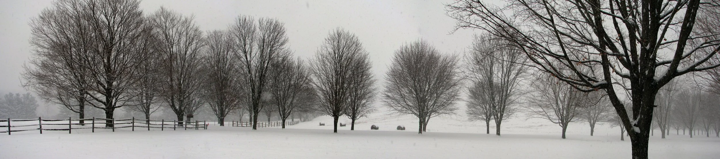 Trees%20in%20Snowfall%2C%20VT%20.jpg