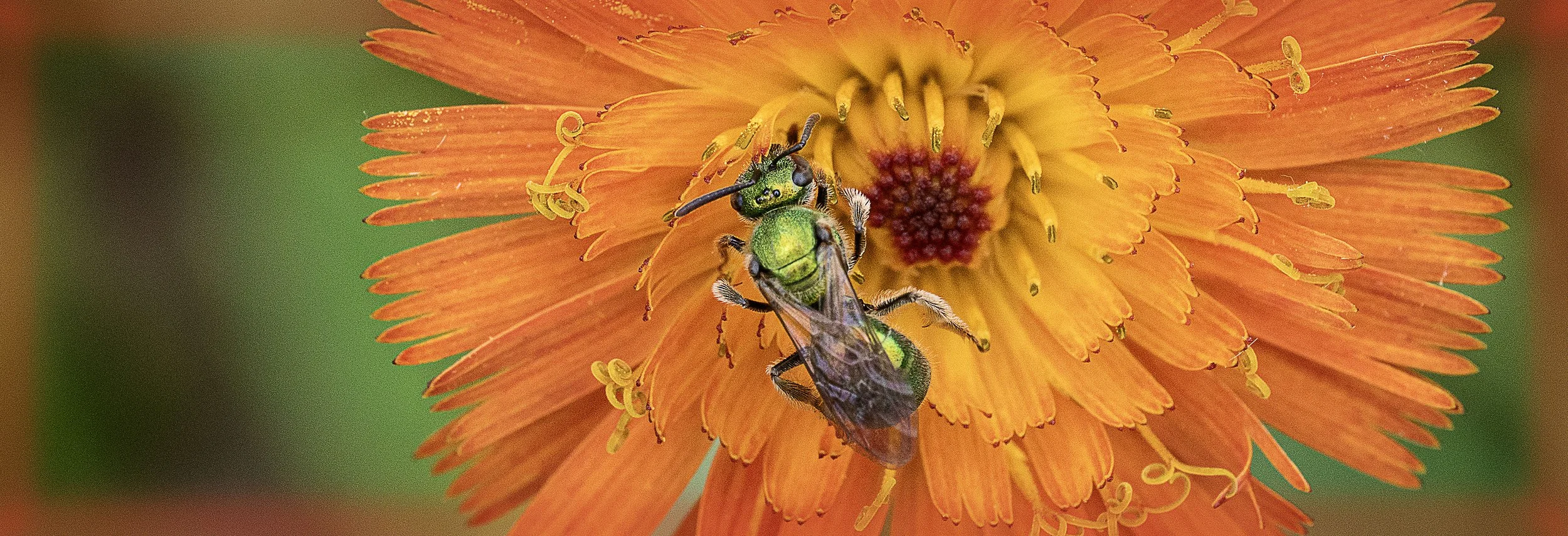 22. 'The Bee', Photography by Scot Murray