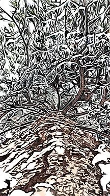 Bartlett_James_Evergreen Silence_24x36 framed_$360.jpg