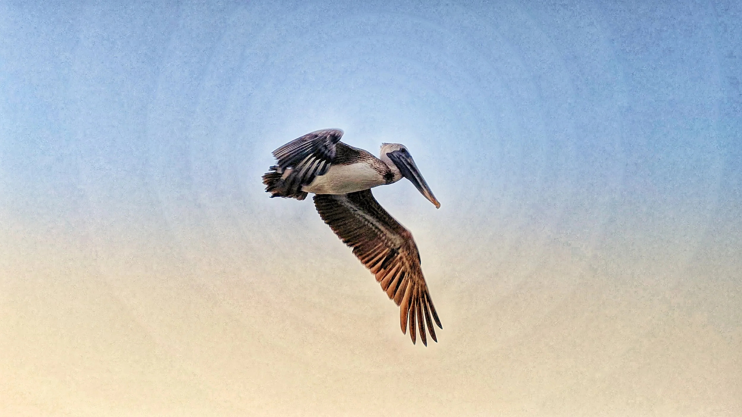 134. 'Pelican Dream', Photography by Kristina Pentek