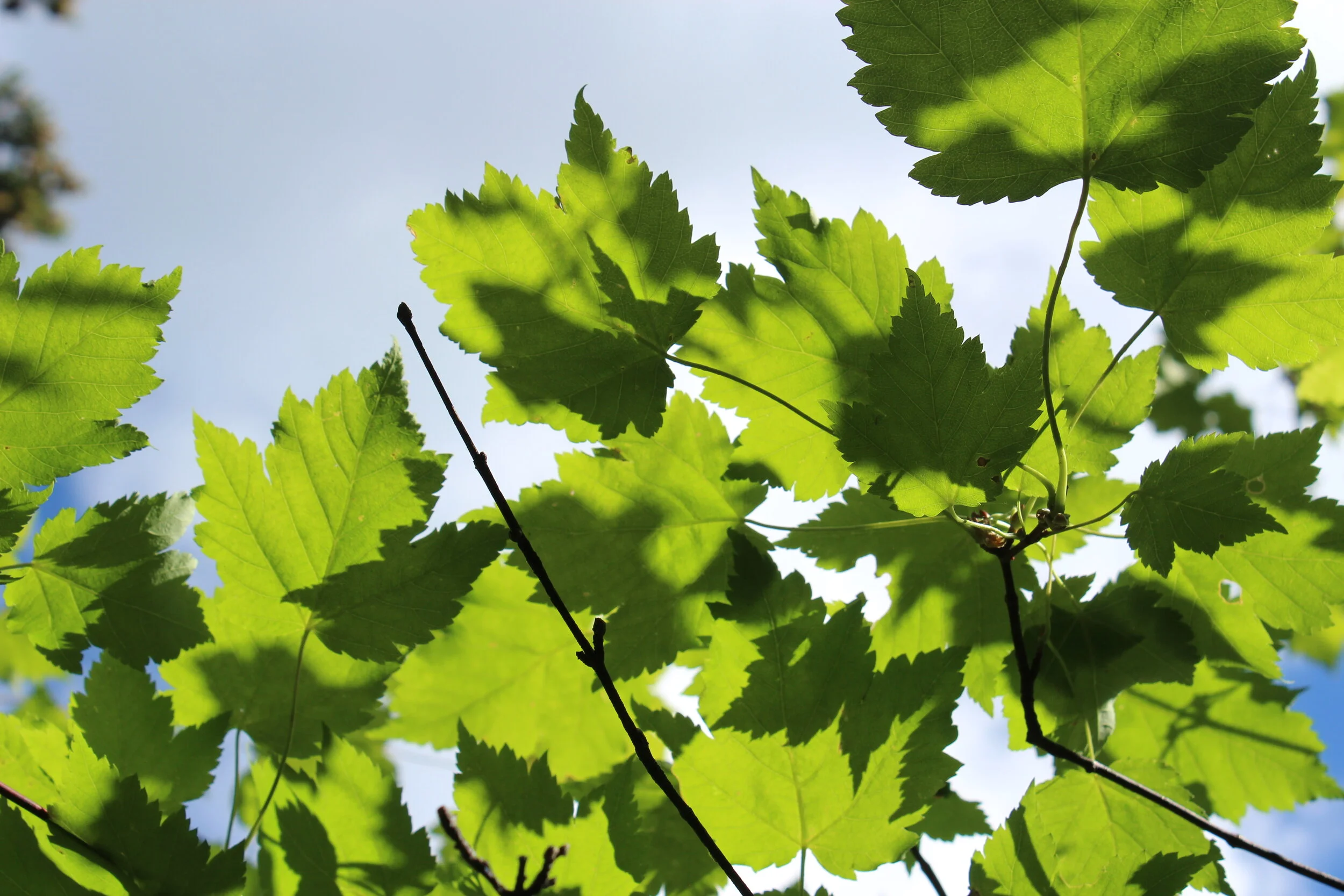 Mountain Wild Maple Leaves