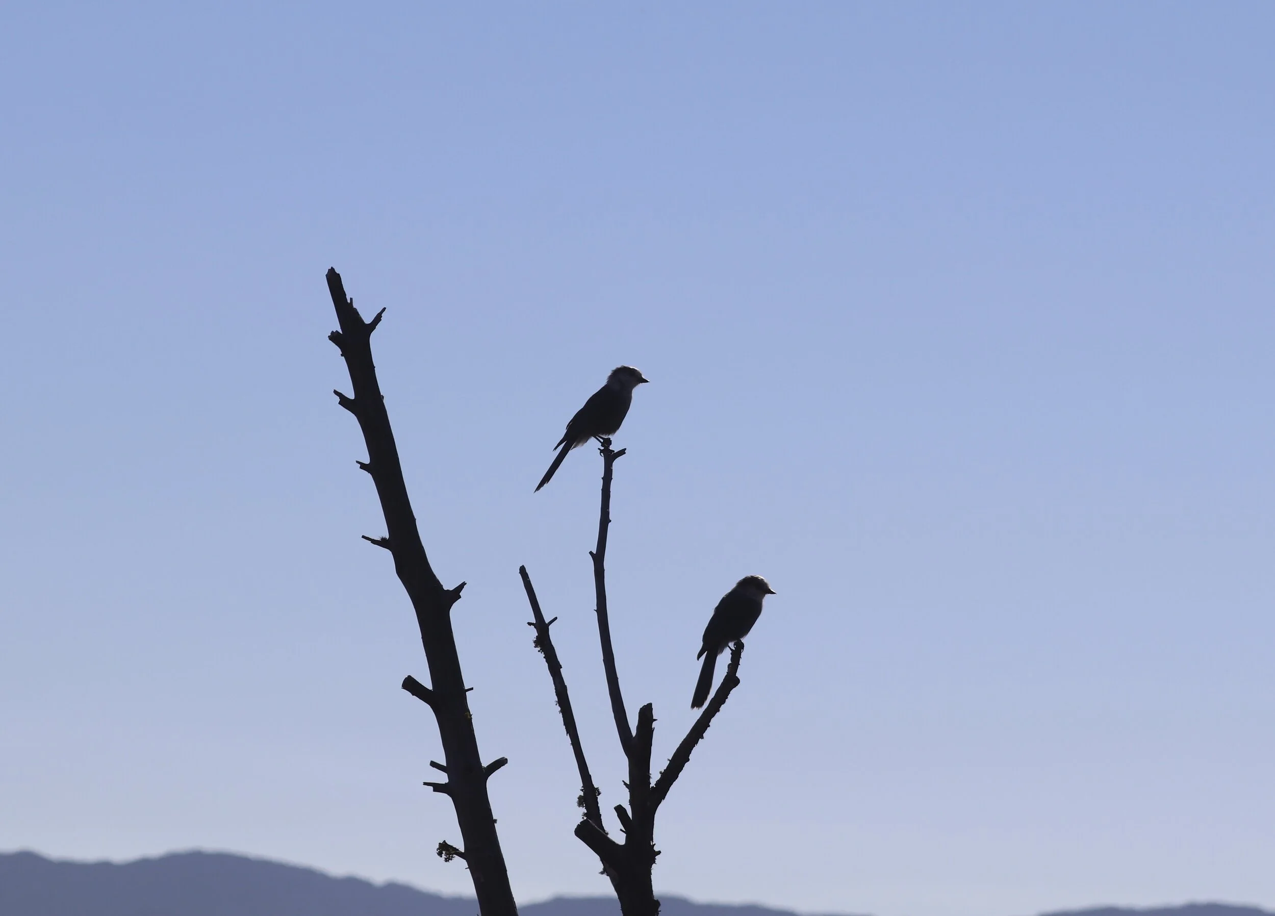Mountain Wild - Gray Jays CNP