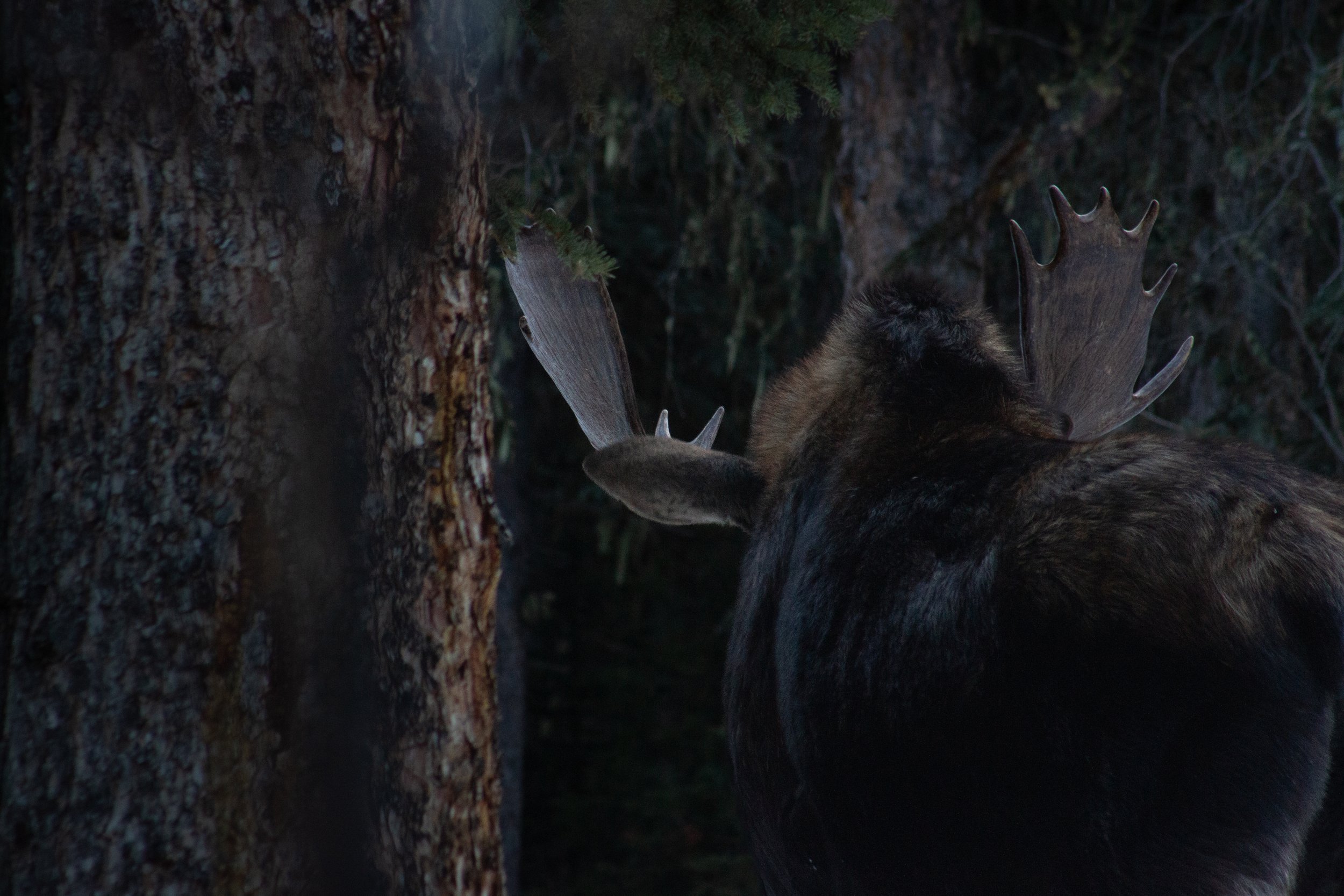 Moosey1-1.jpg