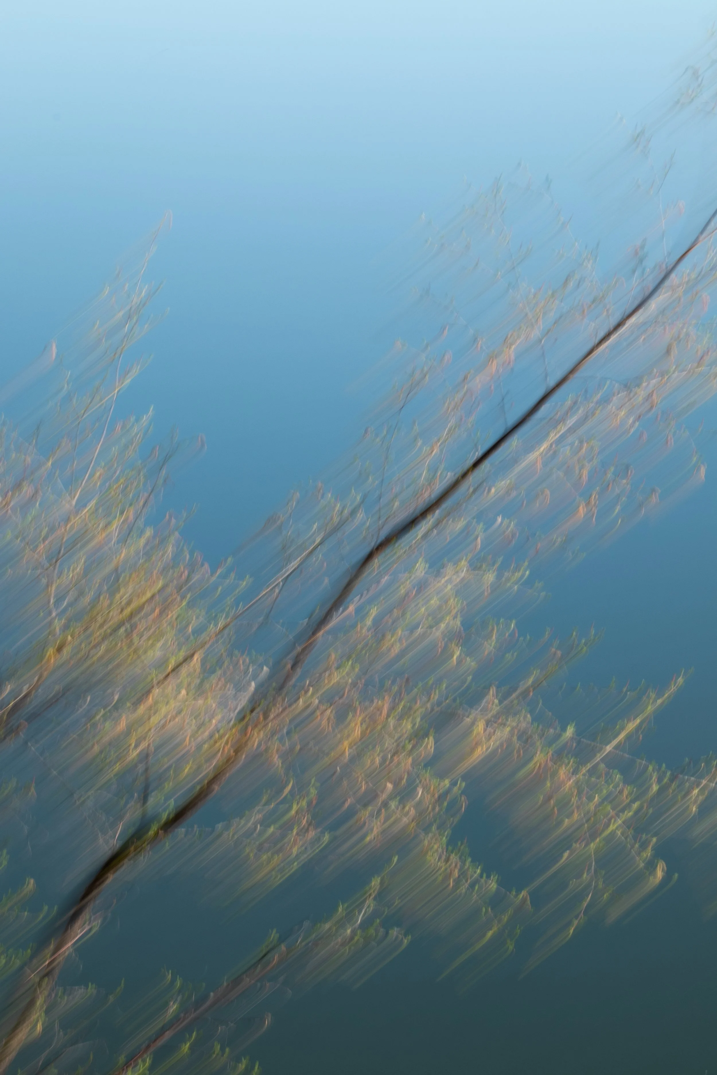 Tree Blurr1-1.jpg