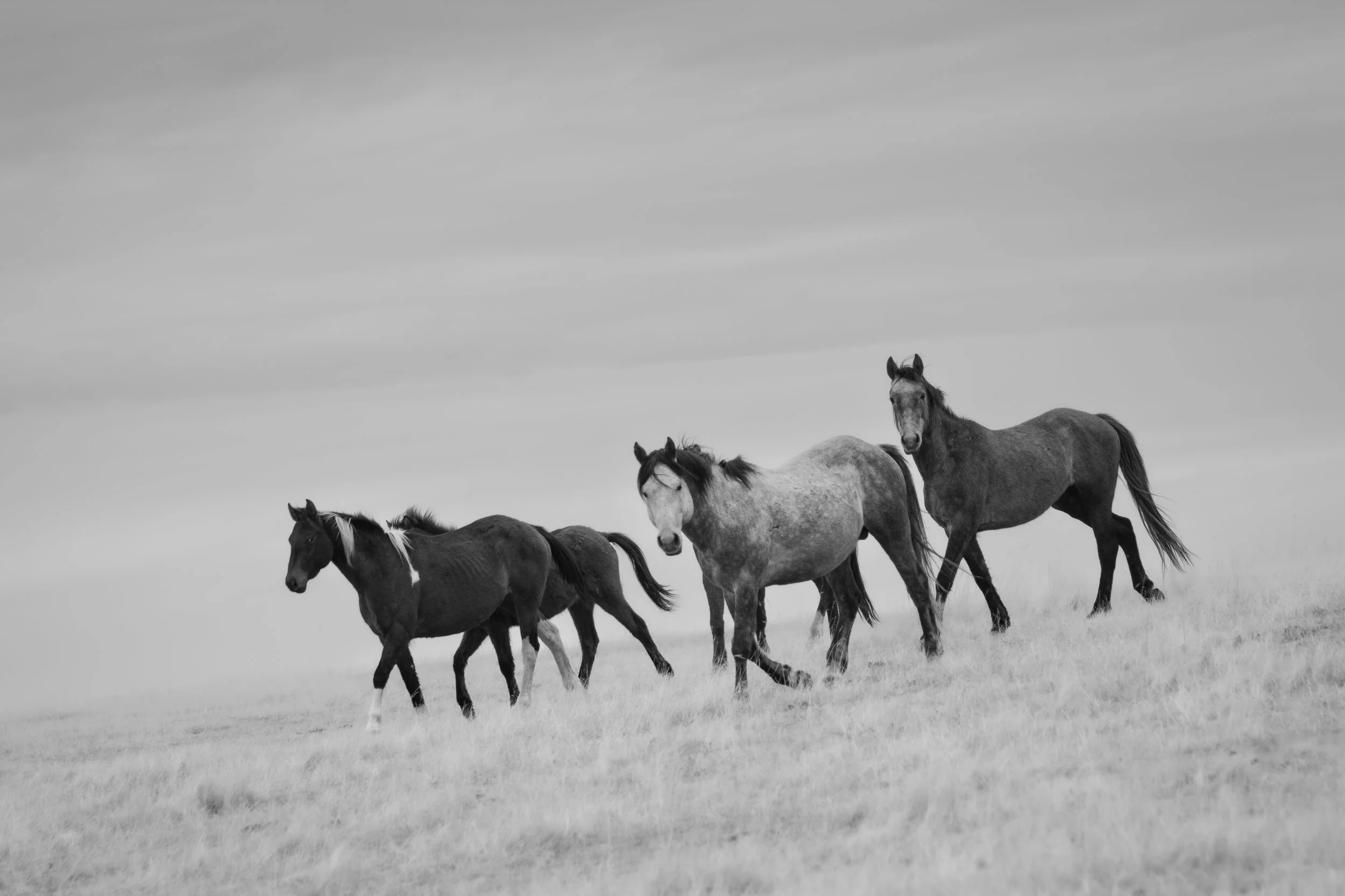 HorsesBW-1.jpg