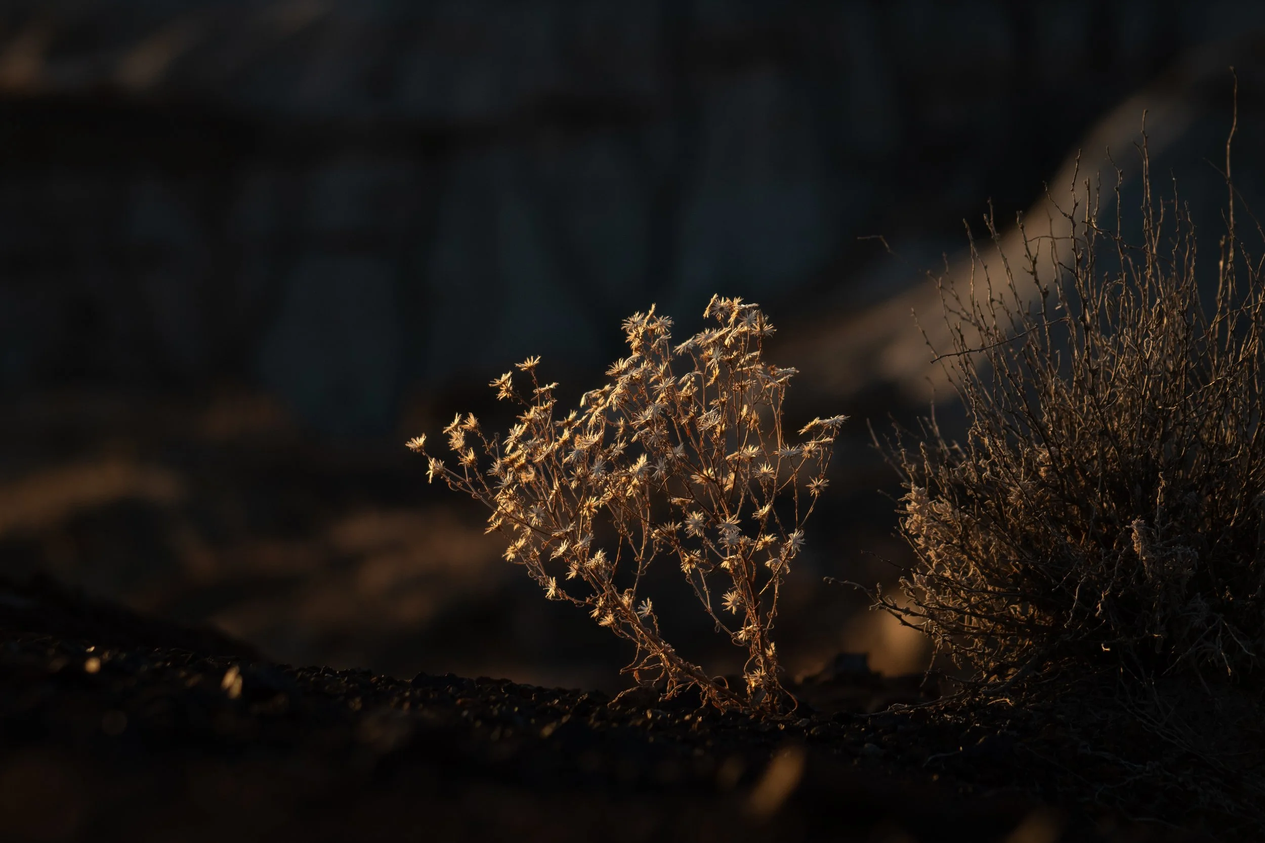 Sunset highlights-1.jpg