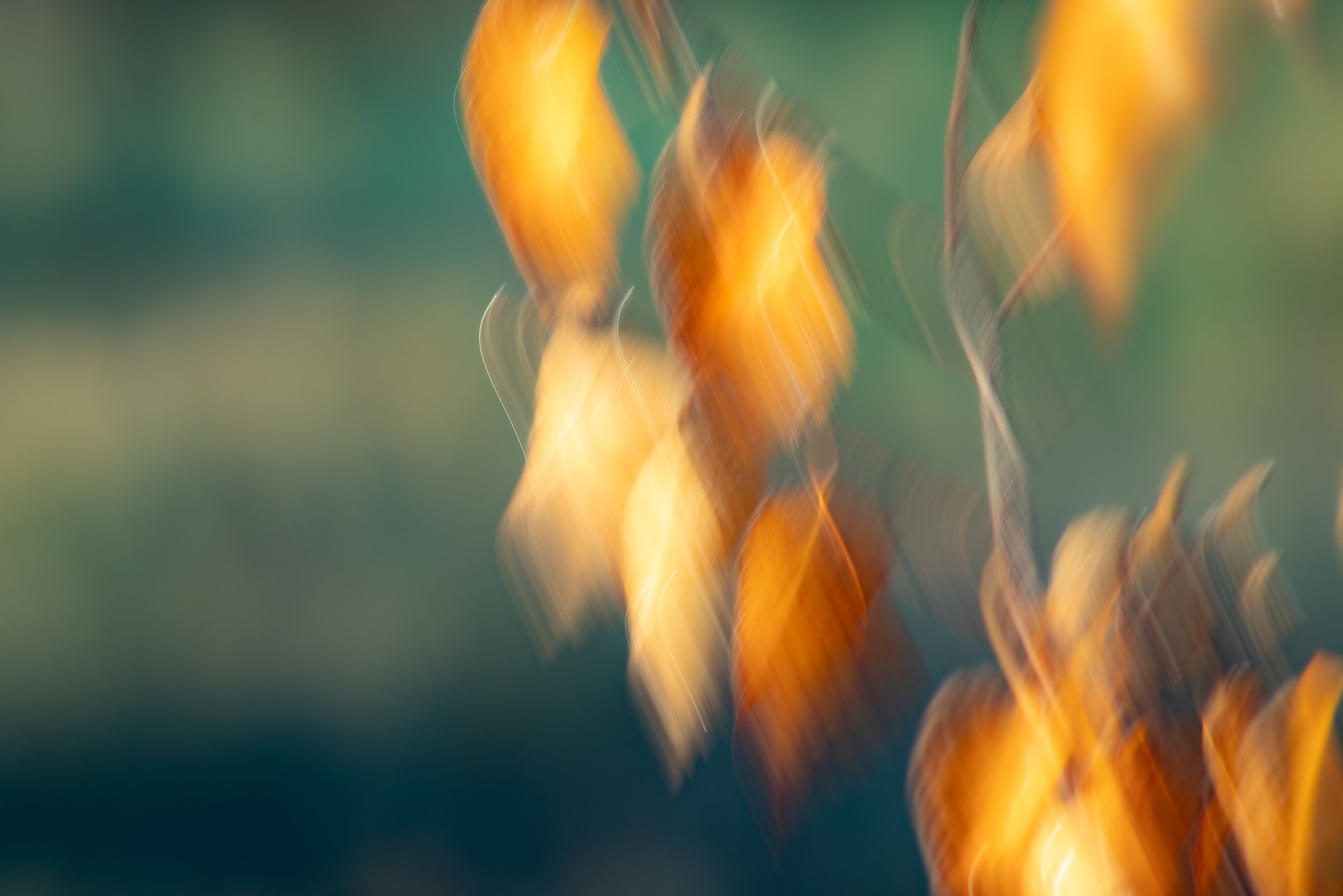 ICM leaves dehazed-1.jpg