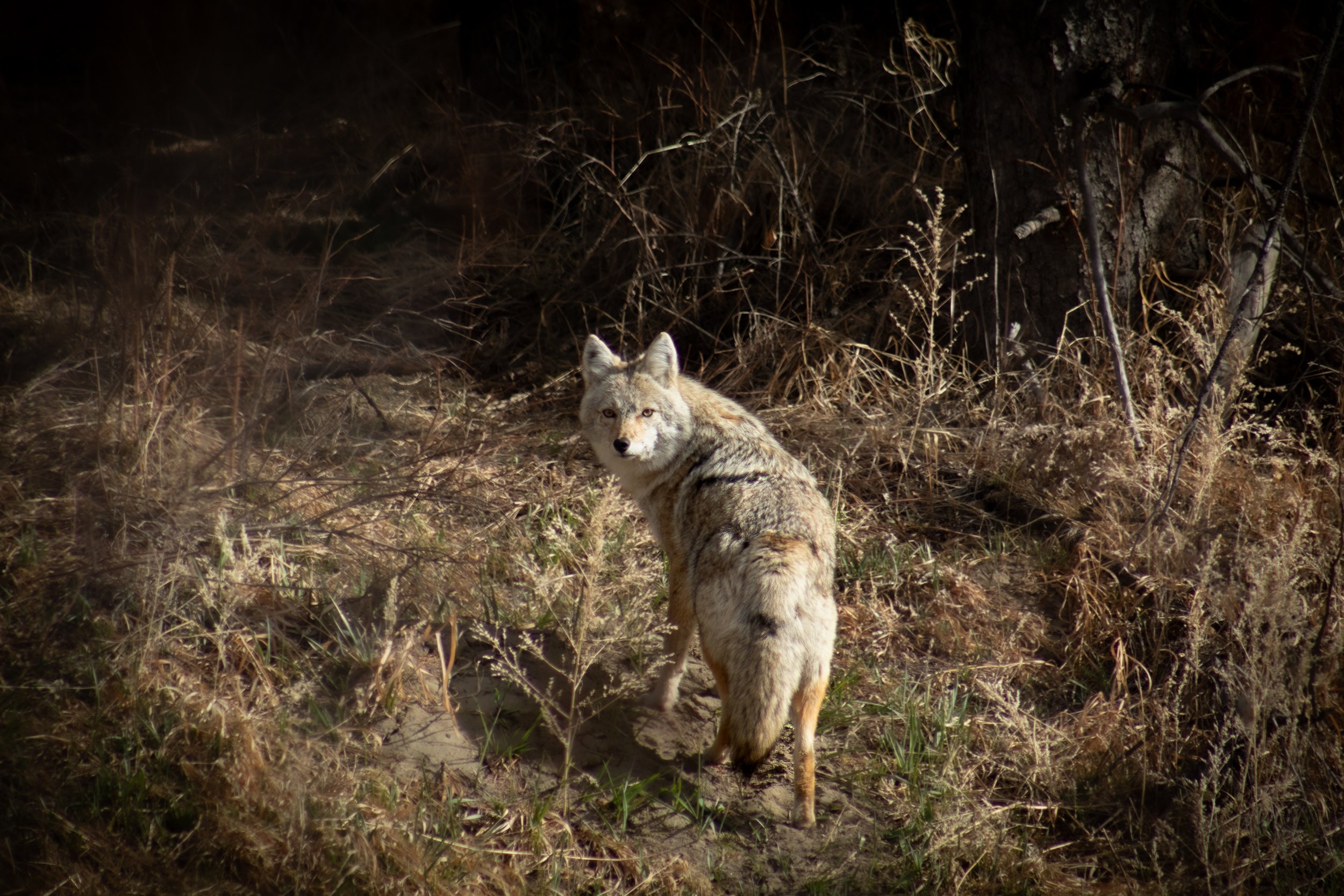 Coyote-1.jpg