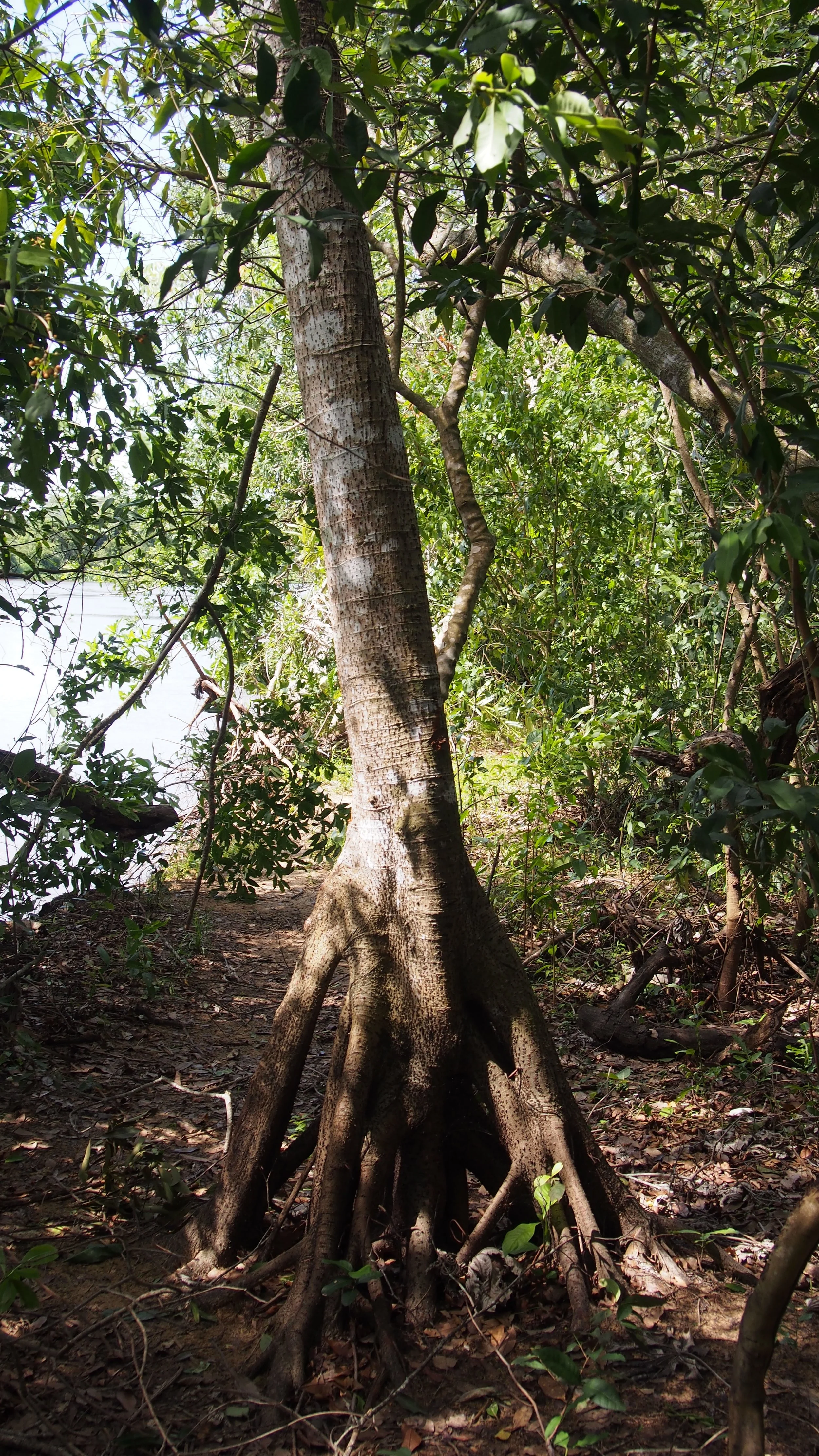 Inundation adapted Pantanal tree displaying stilt roots, Brazil