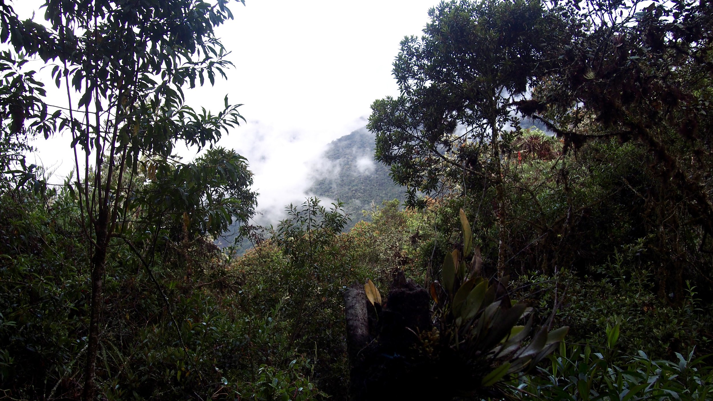Peruvian Cloud Forest, Manu National Park, Peru