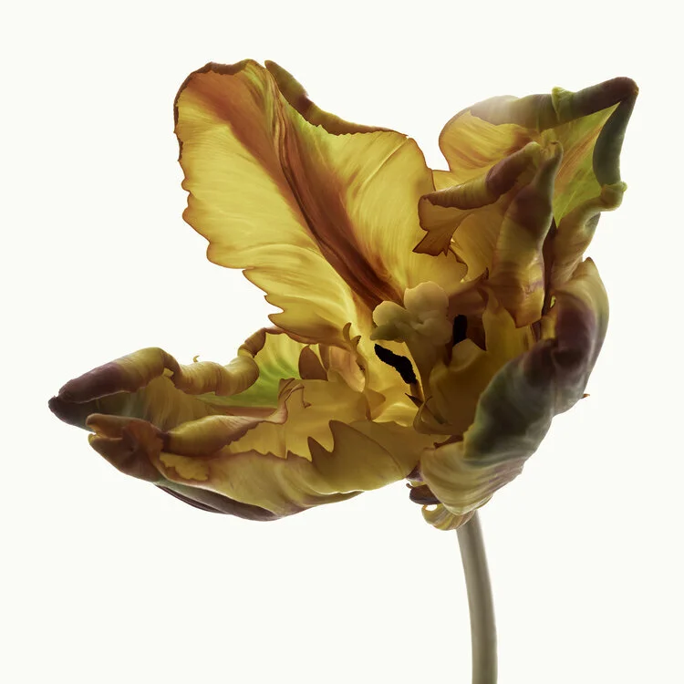 Botanicals II
