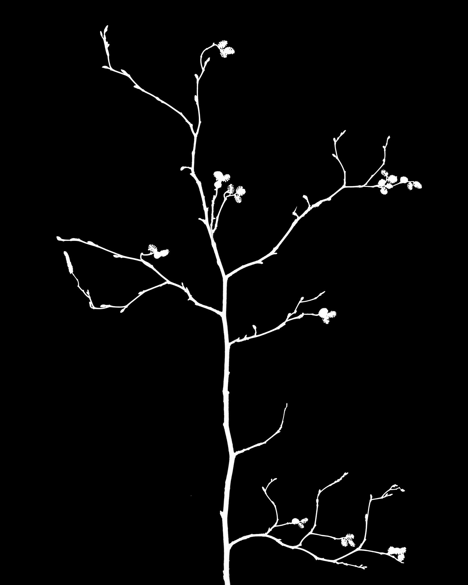 Branch(s) Inverted