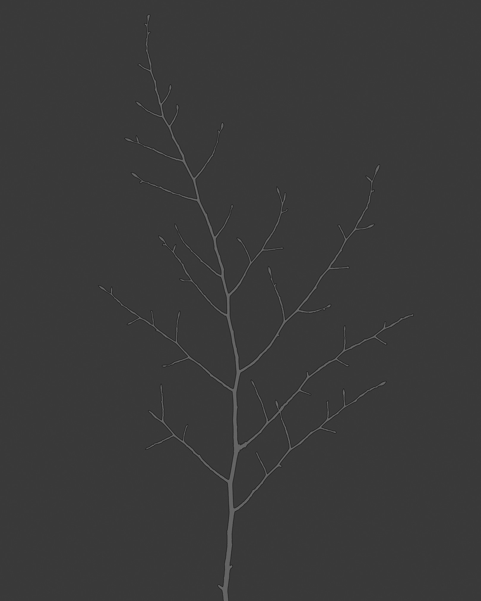 Branch in Graphite #7