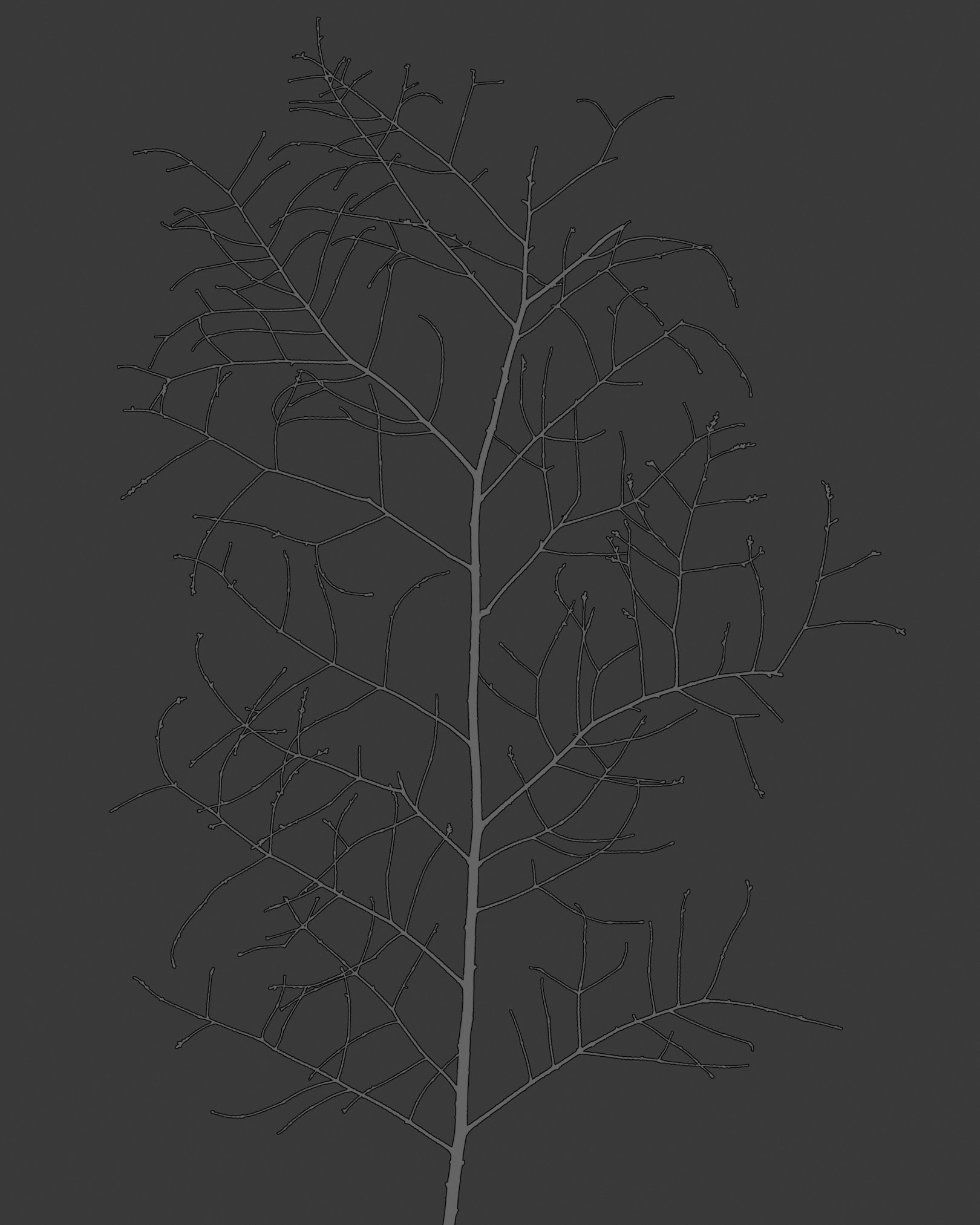 Branch in Graphite #9  
