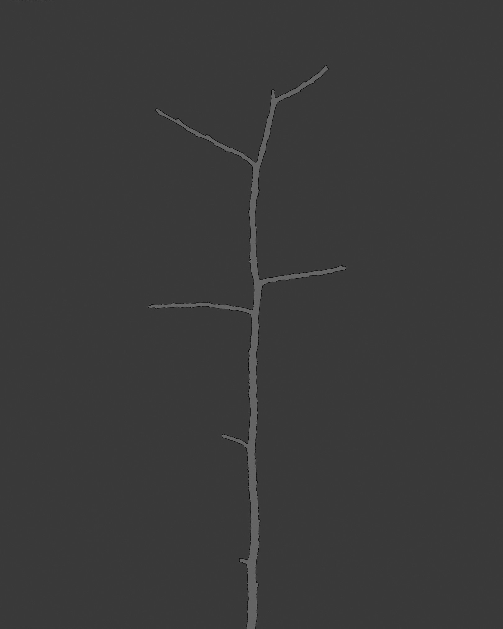 Branch in Graphite #10