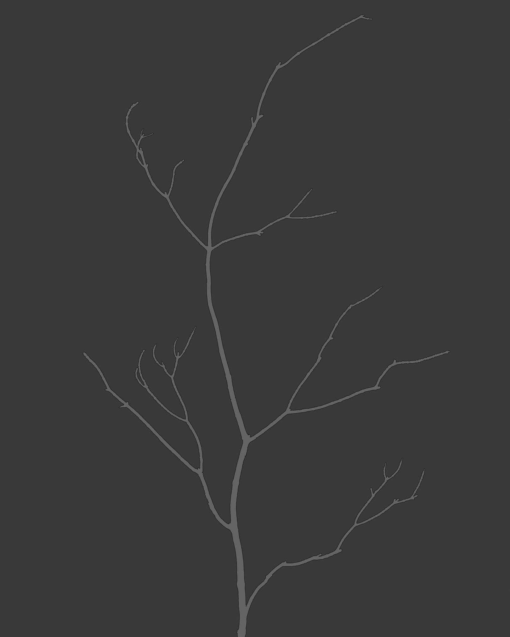 Branch in Graphite #11