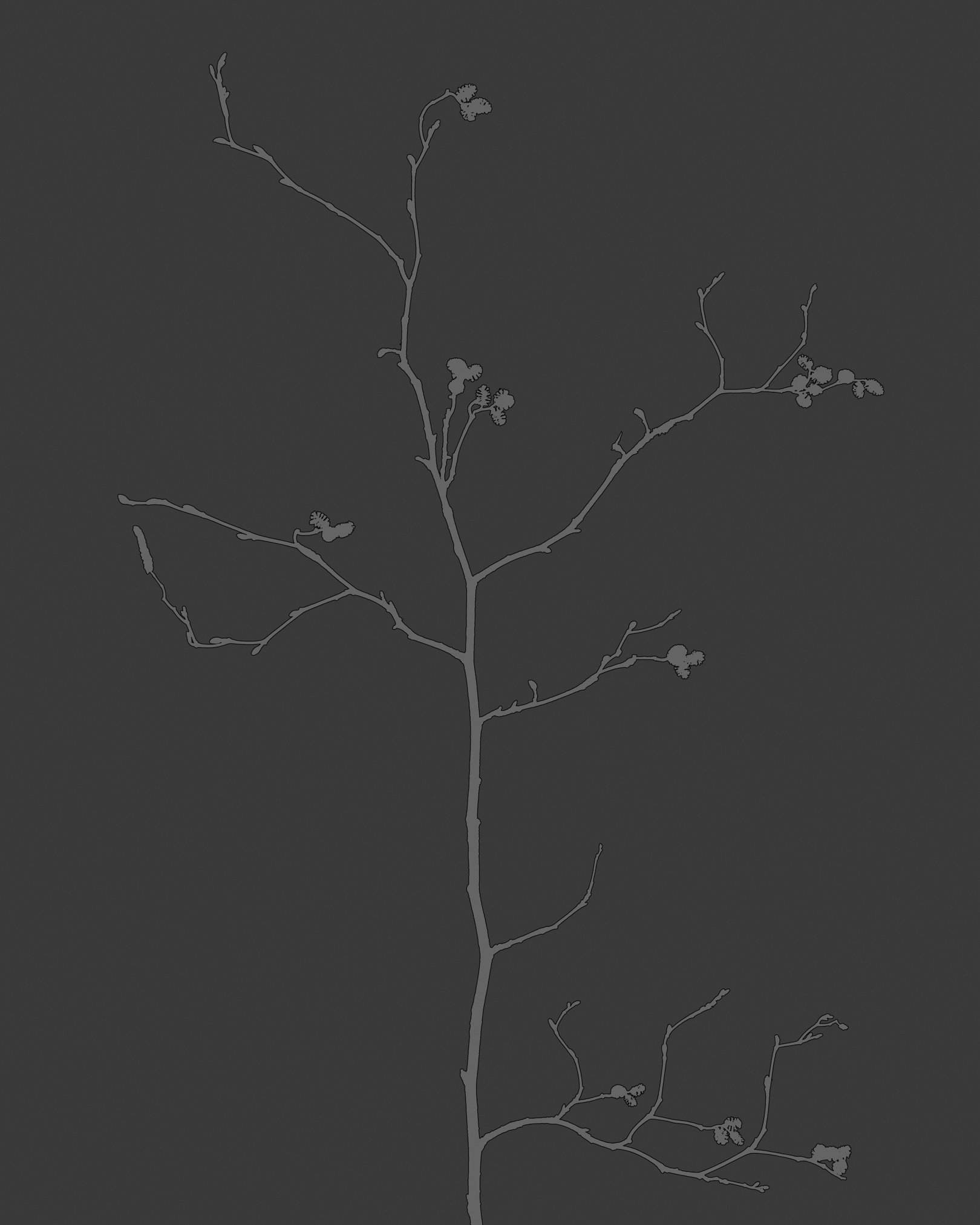 Branch in Graphite #8