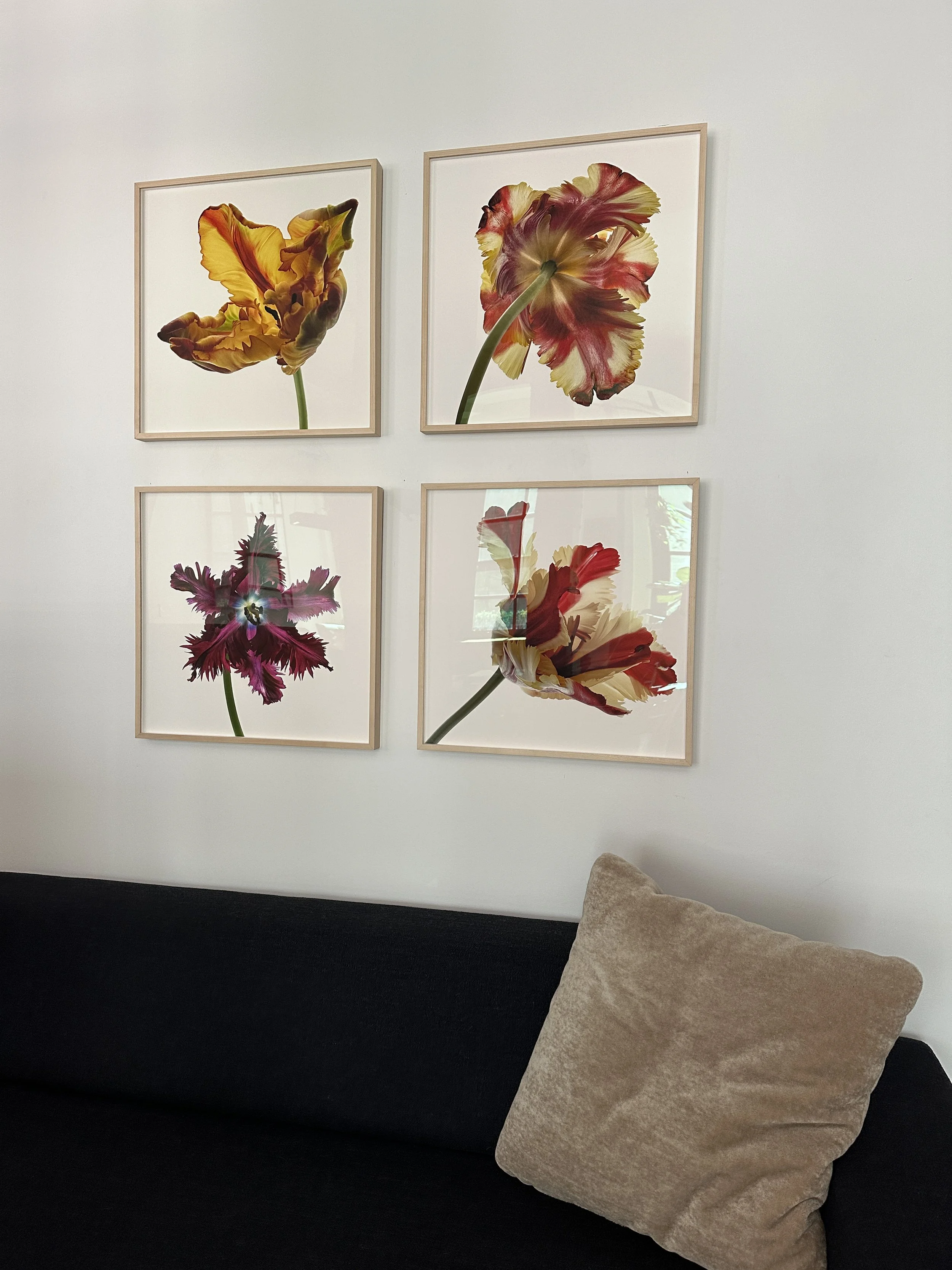 Flower Studies No 1, 13, 14 & 5,  22" x 22" 