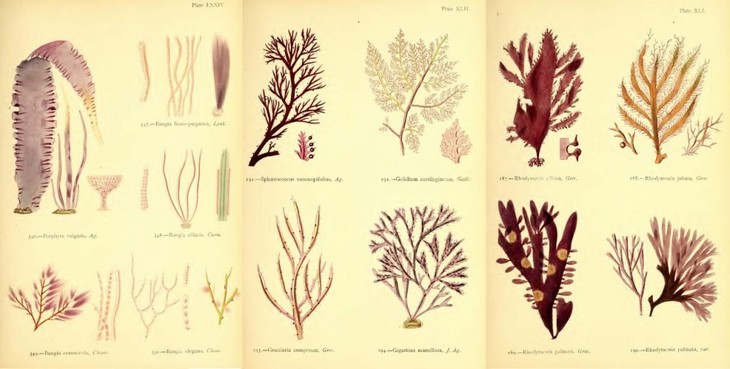 Lace Origin Story – Seaweed, lace and the Sea