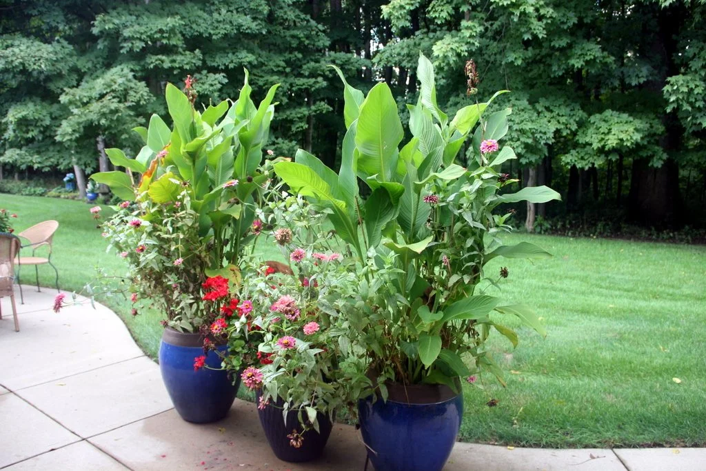 3 Large Potted Canna Lilies with Zinnias