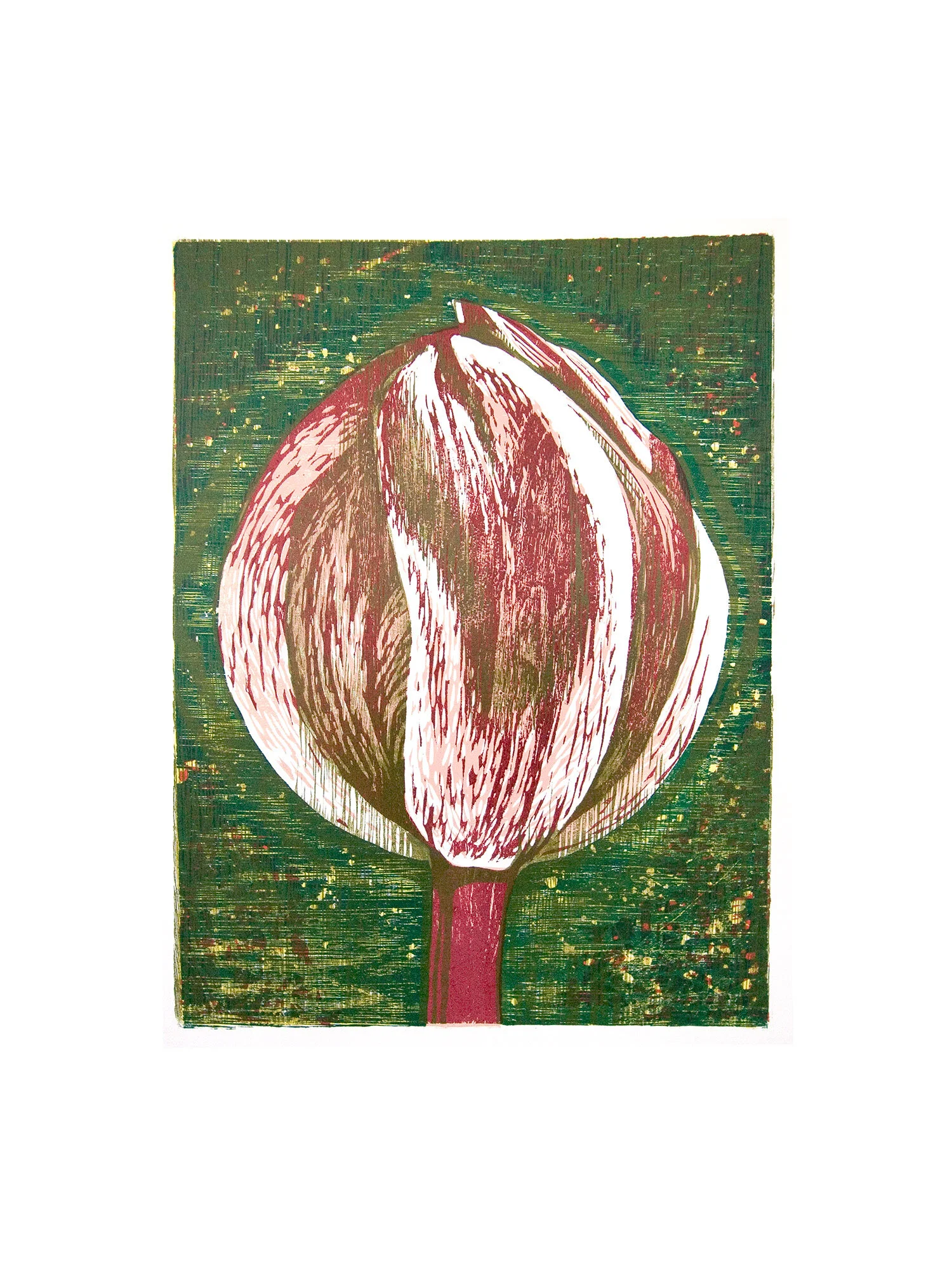 tulip.jpg
