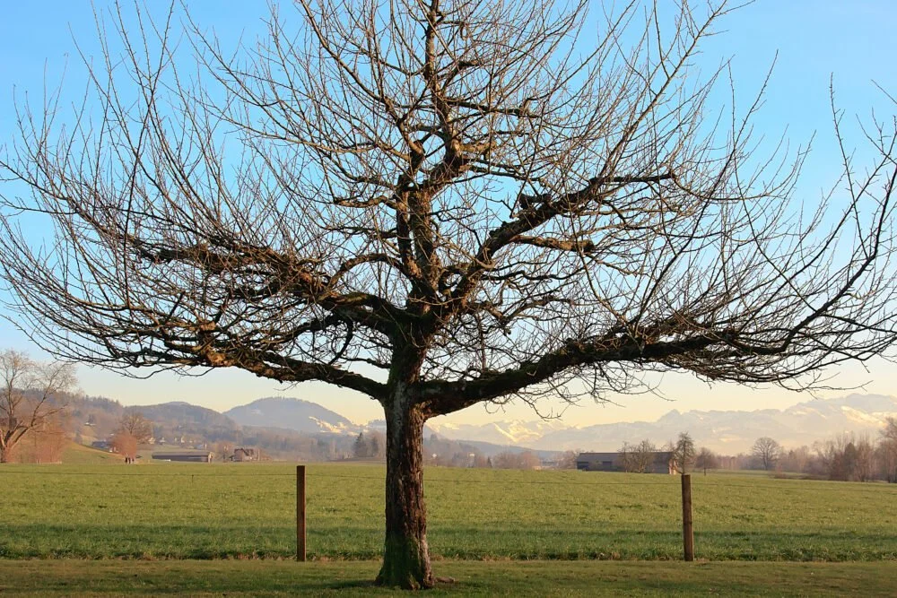 What Are Dormant Deciduous Trees And How Do They Impact Residential