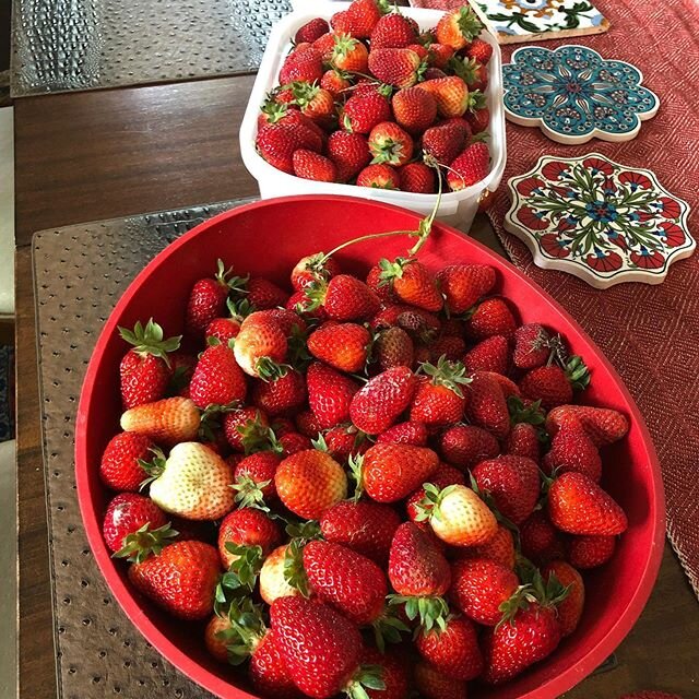 Beautiful bounty #🍓