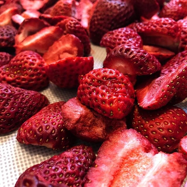 First foray into freeze drying -strawberries simply successful #freezedriedstrawberries