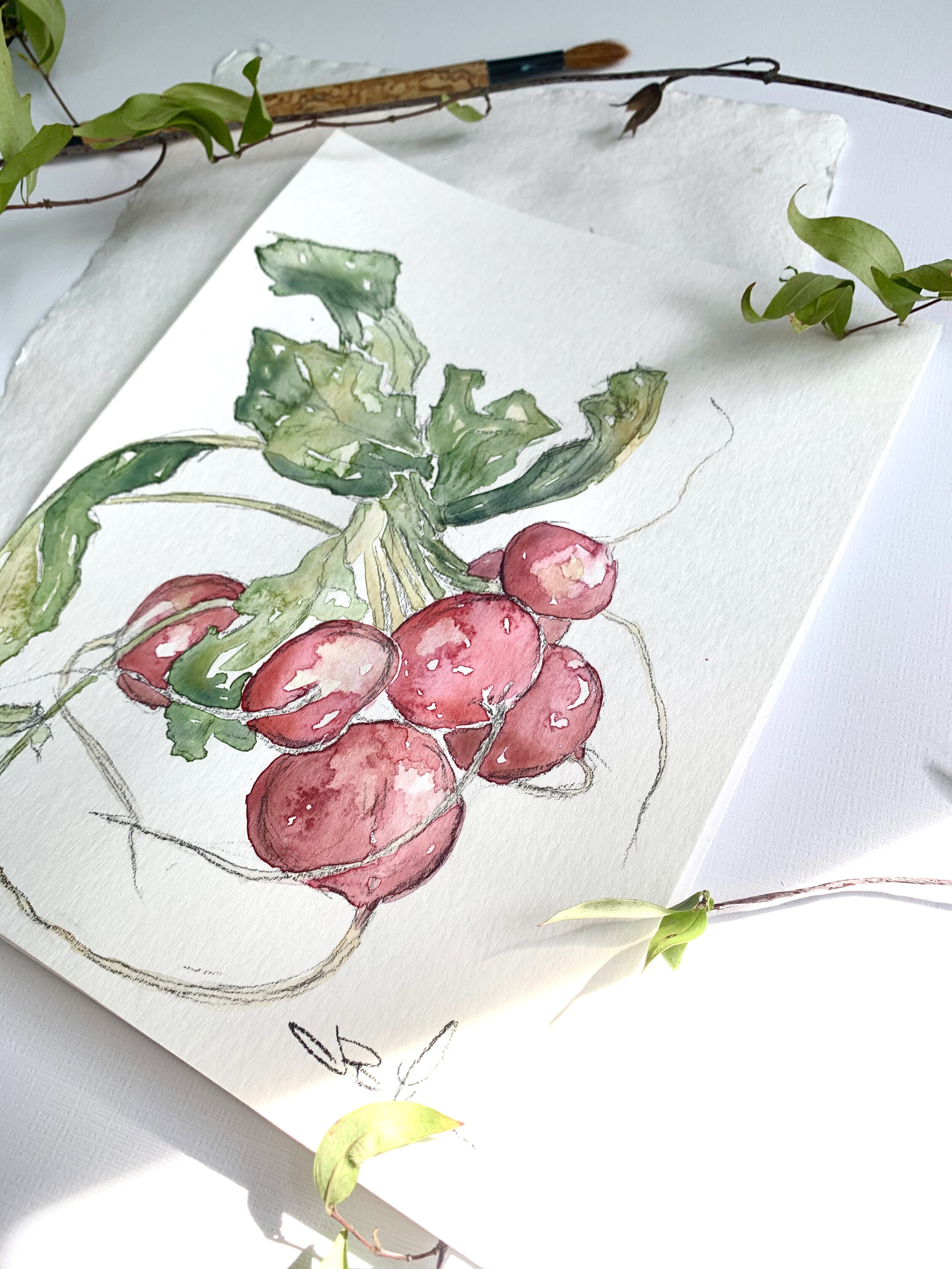 Radishes angle.jpg