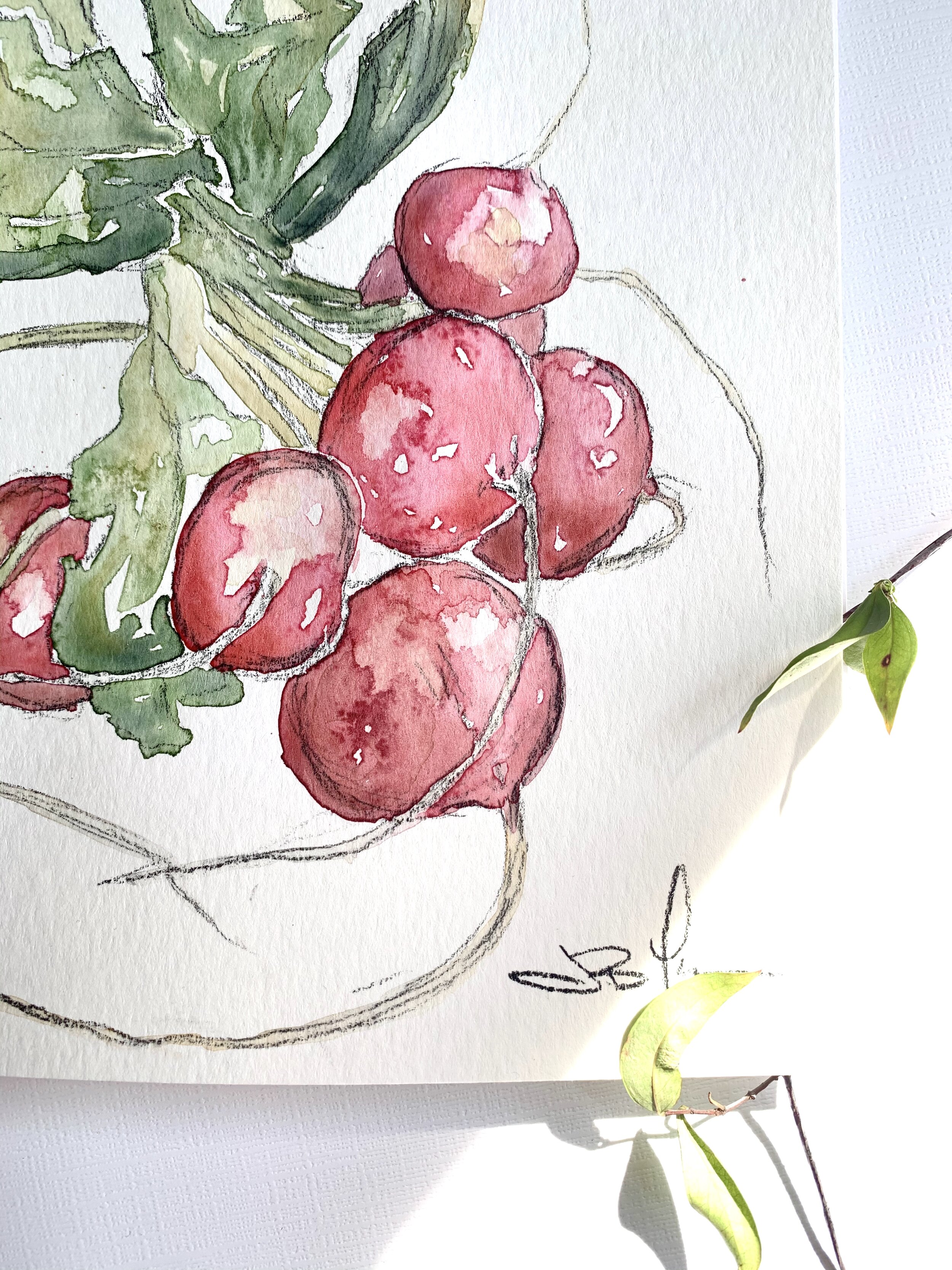 Radishes corner.jpg