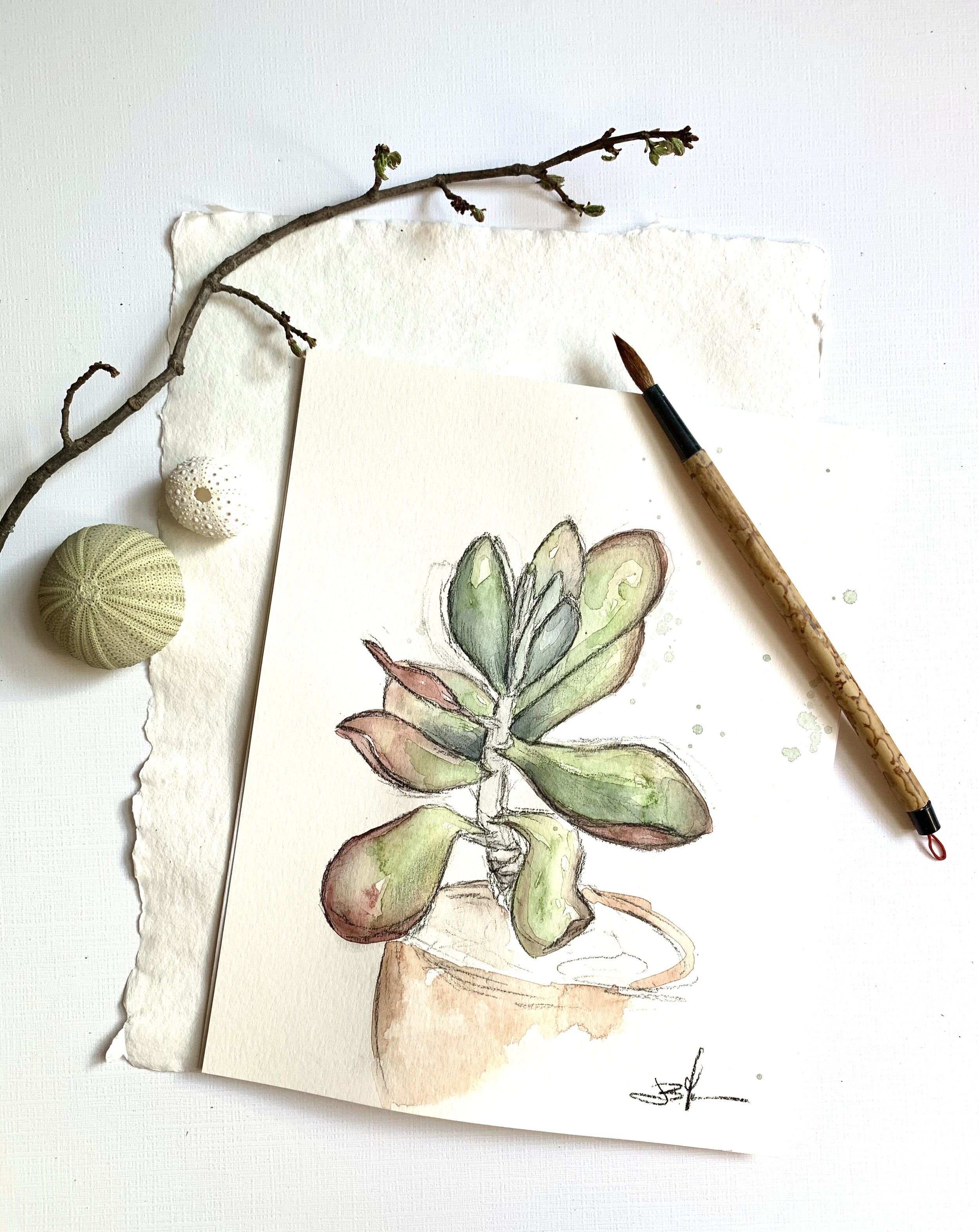 Kalanchoe angle.jpg