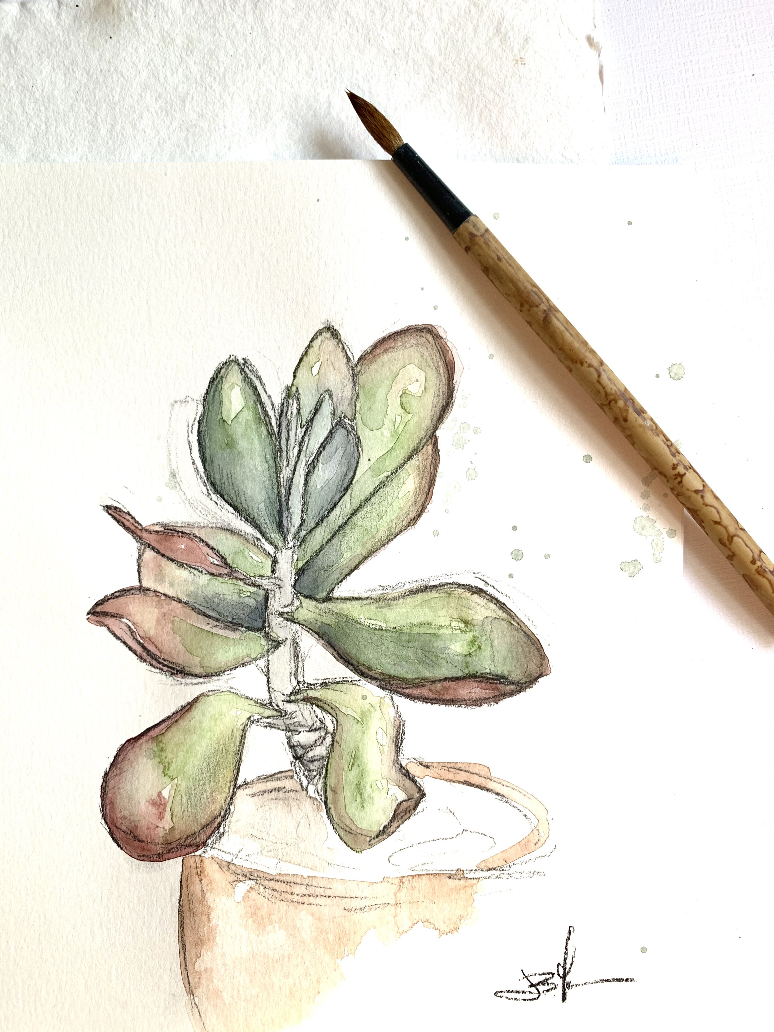 Kalanchoe cropped.jpg