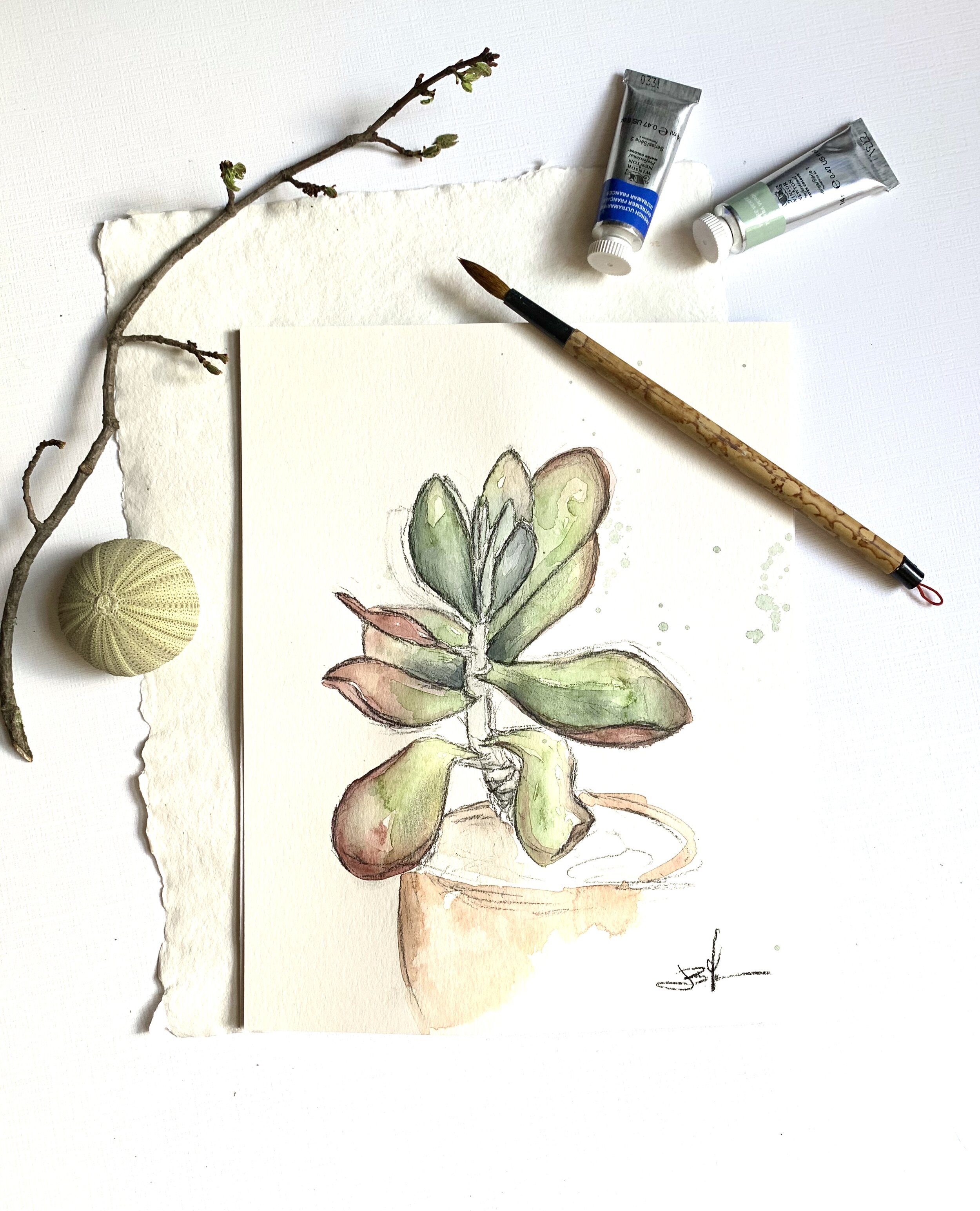 Kalanchoe.jpg