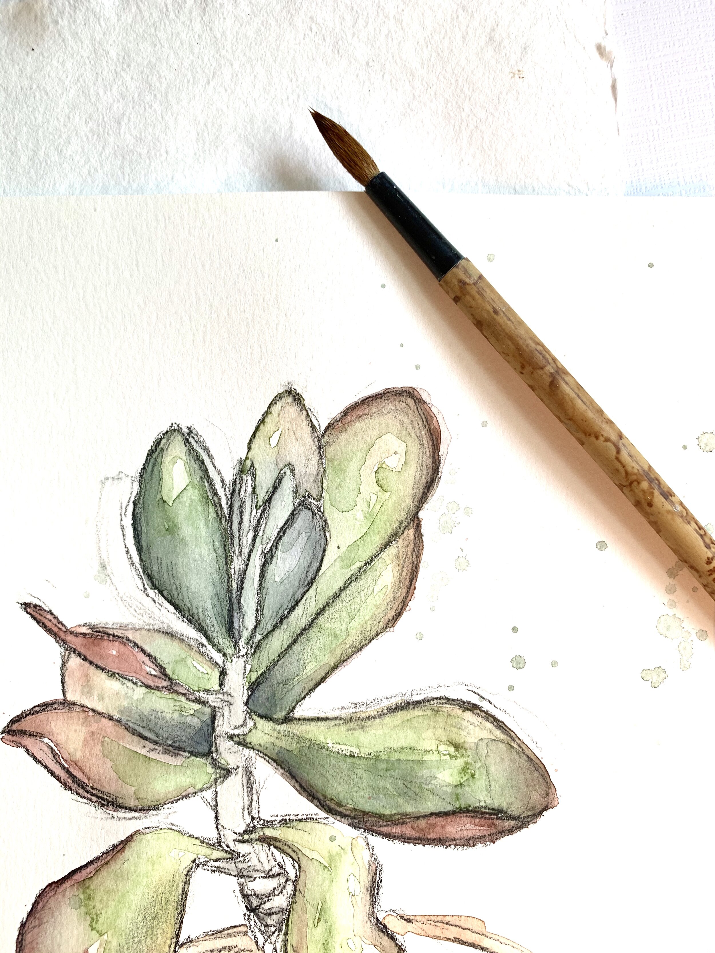 Kalanchoe top corner.jpg