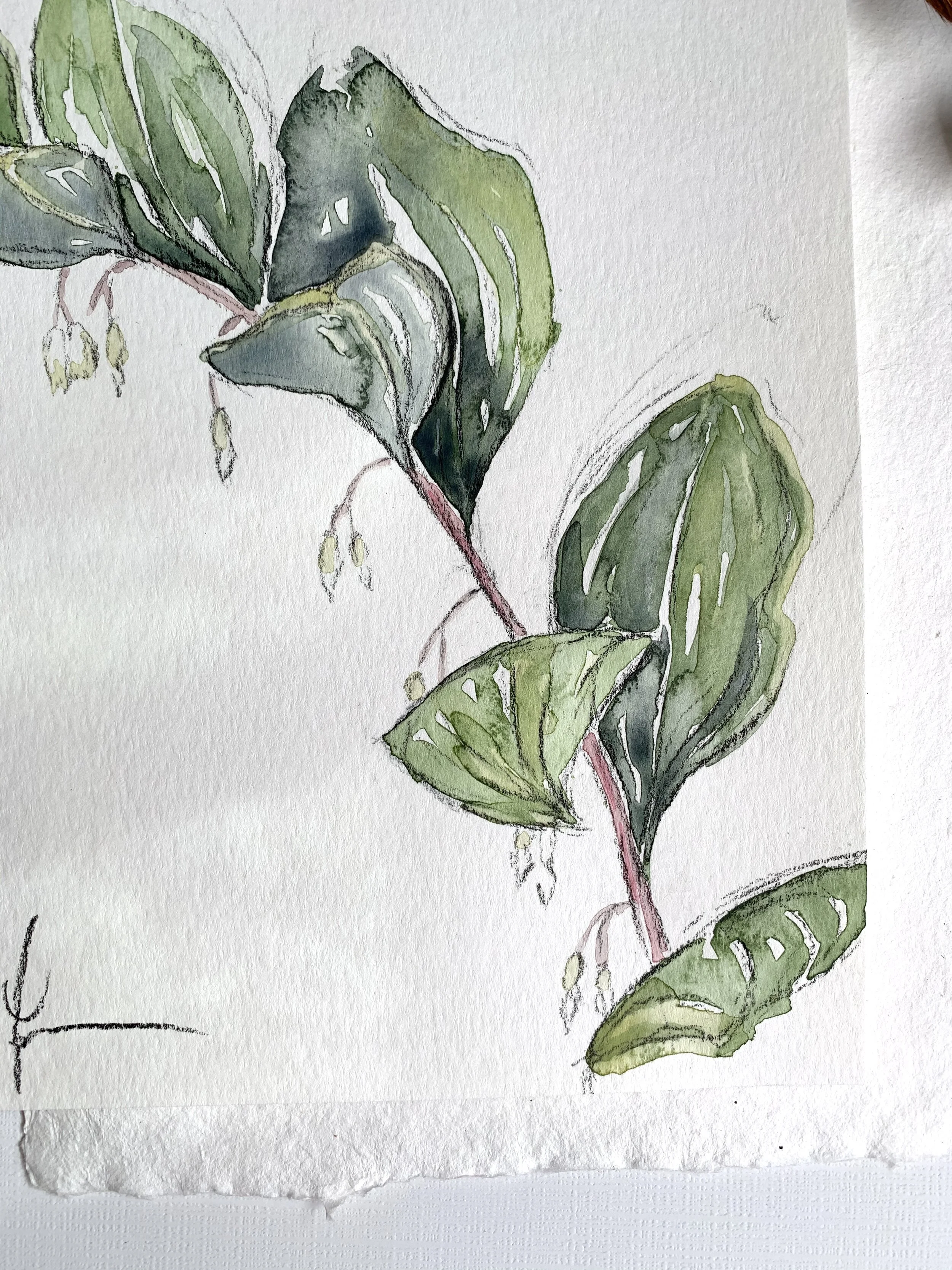 solomon's seal bottom close.jpg
