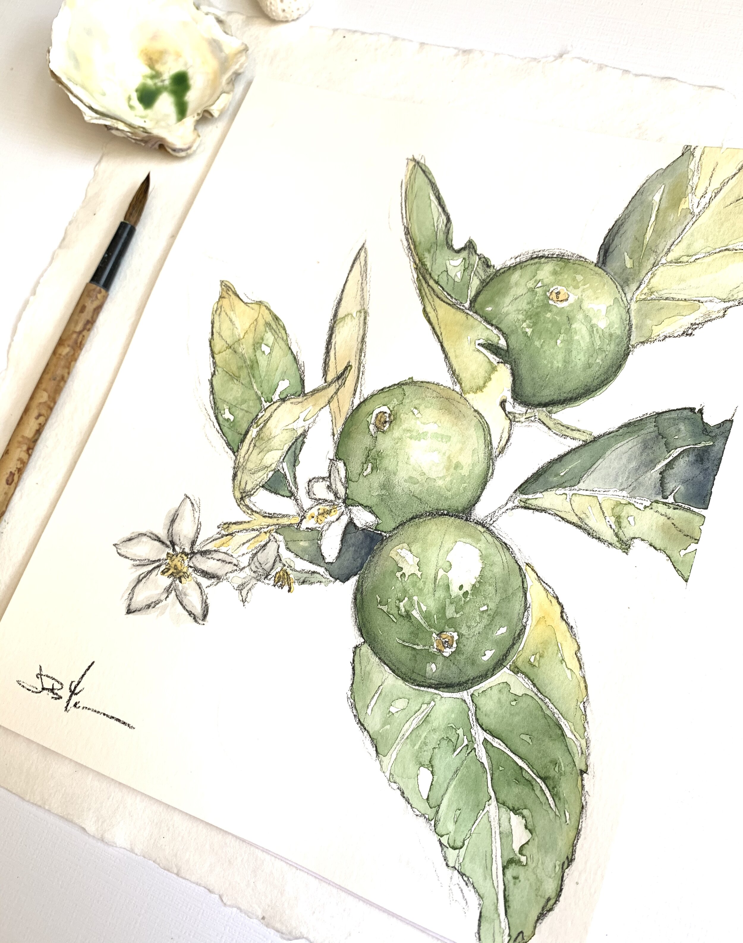 limes angle 2.jpg